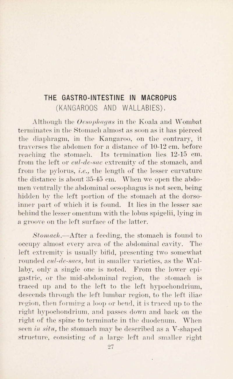 THE GASTRO-INTESTINE IN MACROPUS (KANGAROOS AND WALLABIES), Although the Oesophagus in the Koala and Wombat terminates in the Stomach almost as soon as it has pierced the diaphragm, in the Kangaroo, on the contrary, it traverses the abdomen for a distance of 10-12 cm. before reaching the stomach. Its termination lies 12-15 cm. from the left or cul-de-sac extremity of the stomach, and from the pylorus, i.e., the length of the lesser curvature the distance is about 35-45 cm. When we open the abdo- men ventrally the abdominal oesophagus is not seen, being- hidden by the left portion of the stomach at the dorso- inner part of which it is found. It lies in the lesser sac behind the lesser omentum with the lobus spigelii, lying in a groove on the left surface of the latter. Stomach.—After a feeding, the stomach is found to occupy almost every area of the abdominal cavity. The left extremity is usually bifid, presenting two somewhat rounded cul-de-sacs, but in smaller varieties, as the Wal- laby, only a single one is noted. From the lower epi- gastric, or the mid-abdominal region, the stomach is traced up and to the left to the left hypochondrium, descends through the left lumbar region, to the left iliac region, then forming a loop or bend, it is traced up to the right hypochondrium, and passes down and back on the right of the spine to terminate in the duodenum. When seen in situ, the stomach may be described as a V-shaped structure, consisting of a large left and smaller right