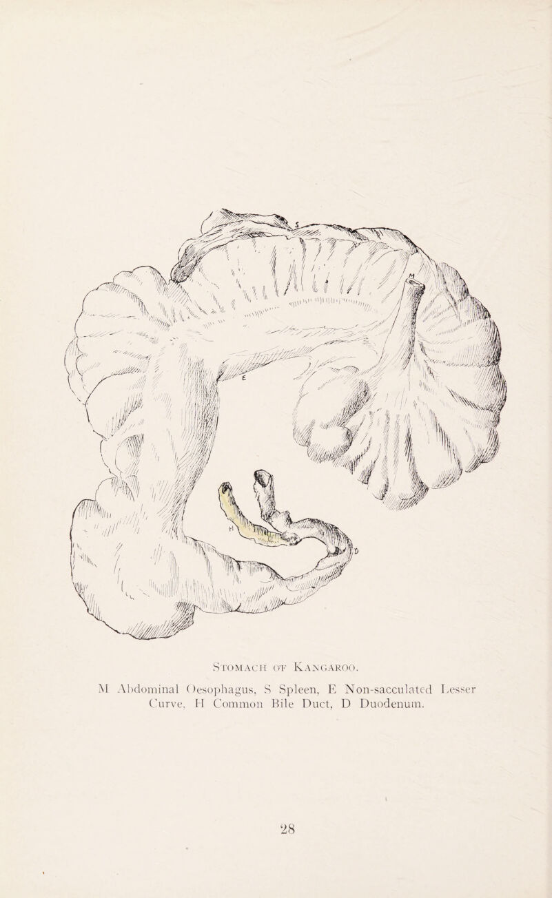 M Abdominal Oesophagus, S Spleen, E Non-sacculated Lesser Curve, H Common Bile Duct, D Duodenum.