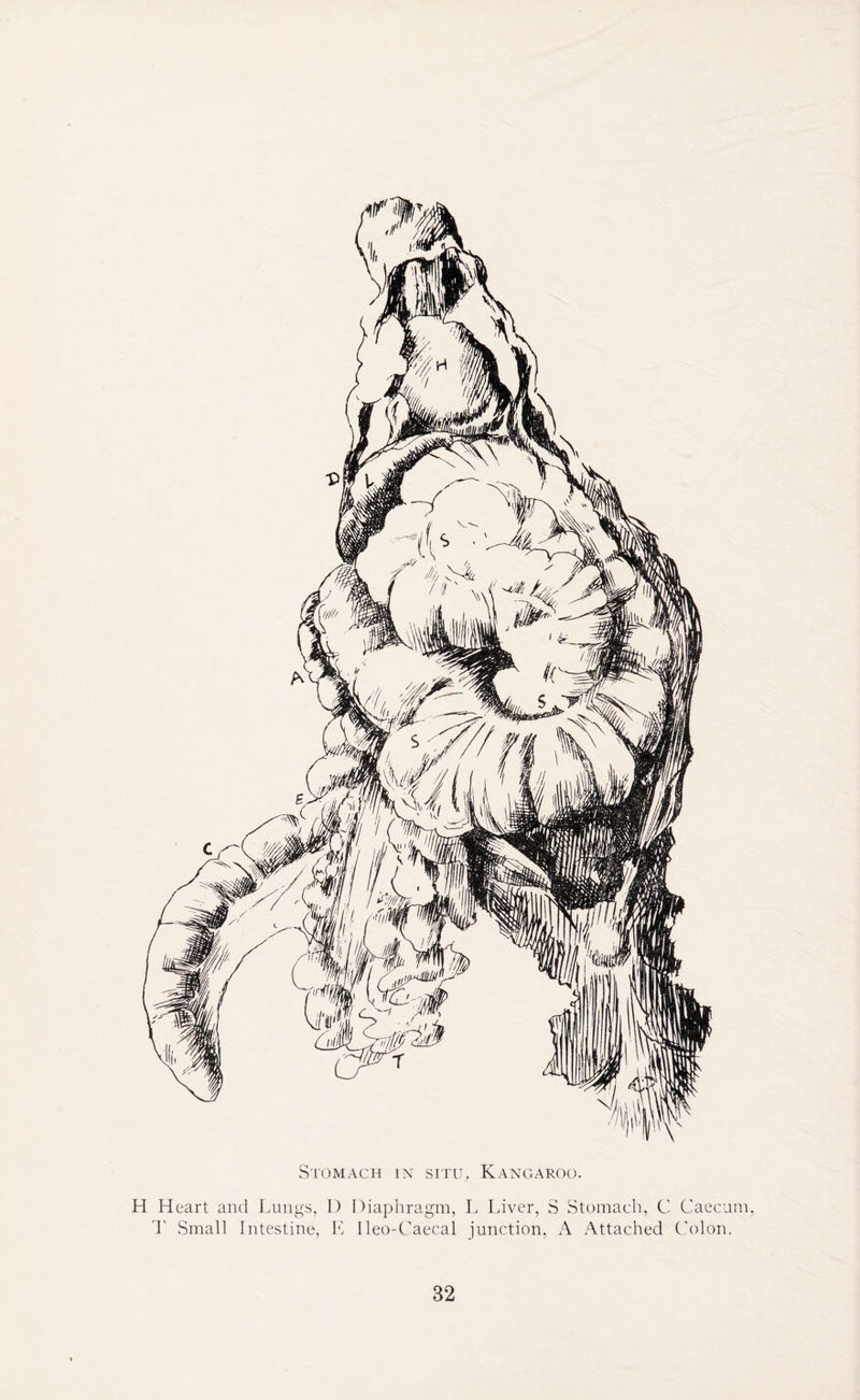 Stomach in situ., Kangaroo. H Heart and Lungs, D Diaphragm, L Liver, S Stomach, C Caecum, 1' Small Intestine, E lleo-Caecal junction, A Attached Colon.