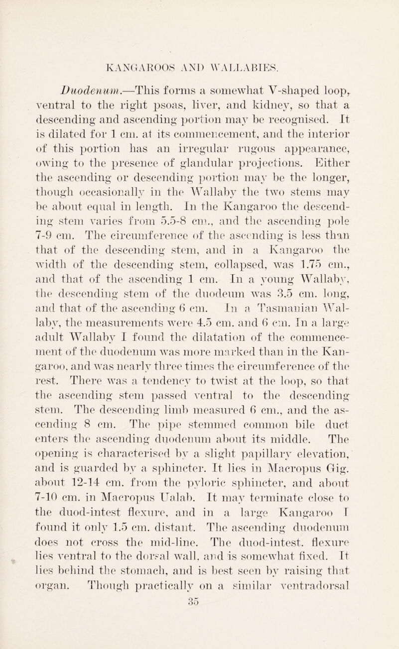 Duodenum.—This forms a somewhat V-shaped loop,, ventral to the right psoas, liver, and kidney, so that a descending and ascending portion may be recognised. It is dilated for 1 cm. at its commencement, and the interior of this portion has an irregular rugous appearance, owing to the presence of glandular projections. Either the ascending or descending portion may be the longer, though occasionally in the Wallaby the two stems may be about equal in length. In the Kangaroo the descend- ing stem varies from 5.5-8 cm., and the ascending pole 7-9 cm. The circumference of the ascending is less than that of the descending stem, and in a Kangaroo the width of the descending stem, collapsed, was 1.75 cm., and that of the ascending 1 cm. In a young Wallaby, the descending stem of the duodeum was 3.5 cm. long, and that of the ascending 6 cm. In a Tasmanian Wal- laby, the measurements were 4.5 cm. and 6 cm. In a large adult Wallaby I found the dilatation of the commence- ment of the duodenum was more marked than in the Kan- garoo, and was nearlv three times the circumference of the rest. There was a tendency to twist at the loop, so that the ascending stem passed ventral to the descending stem. The descending limb measured 6 cm., and the as- cending 8 cm. The pipe stemmed common bile duct enters the ascending duodenum about its middle. The opening is characterised by a slight papillary elevation, and is guarded by a sphincter. It lies in Macropus Gig. about 12-14 cm. from the pyloric sphincter, and about 7-10 cm. in Macropus Ualab. It may terminate close to the duod-intest flexure, and in a large Kangaroo I found it onlv 1.5 cm. distant. The ascending duodenum does not cross the mid-line. The duod-intest. flexure lies ventral to the dorsal wall, and is somewhat fixed. It lies behind the stomach, and is best seen by raising that organ. Though practically on a similar ventradorsal