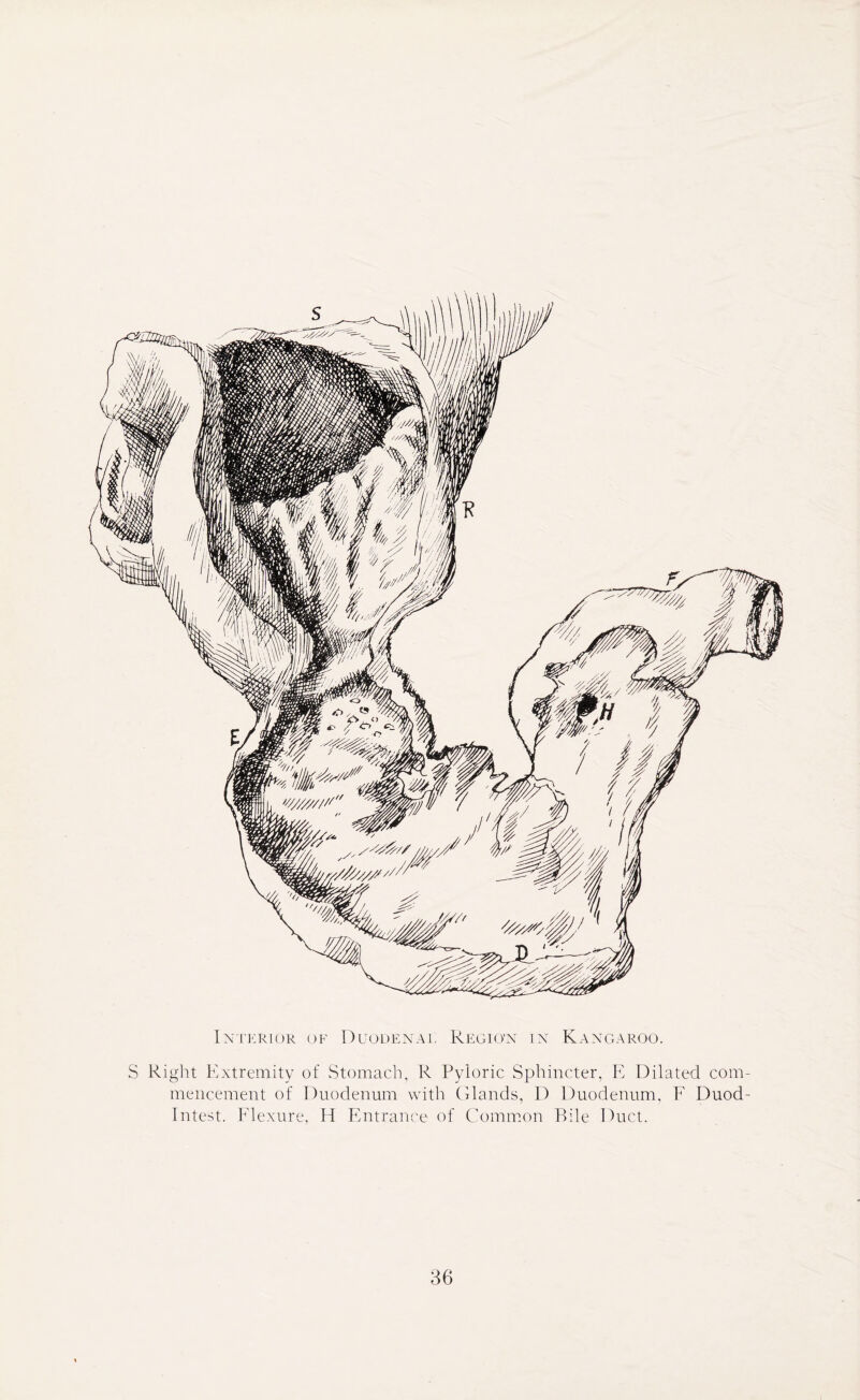 S Right Extremity of Stomach, R Pyloric Sphincter, E Dilated com- mencement of Duodenum with Glands, D Duodenum, F Duod- Intest. Flexure, Ft Entrance of Common Bile Duct.