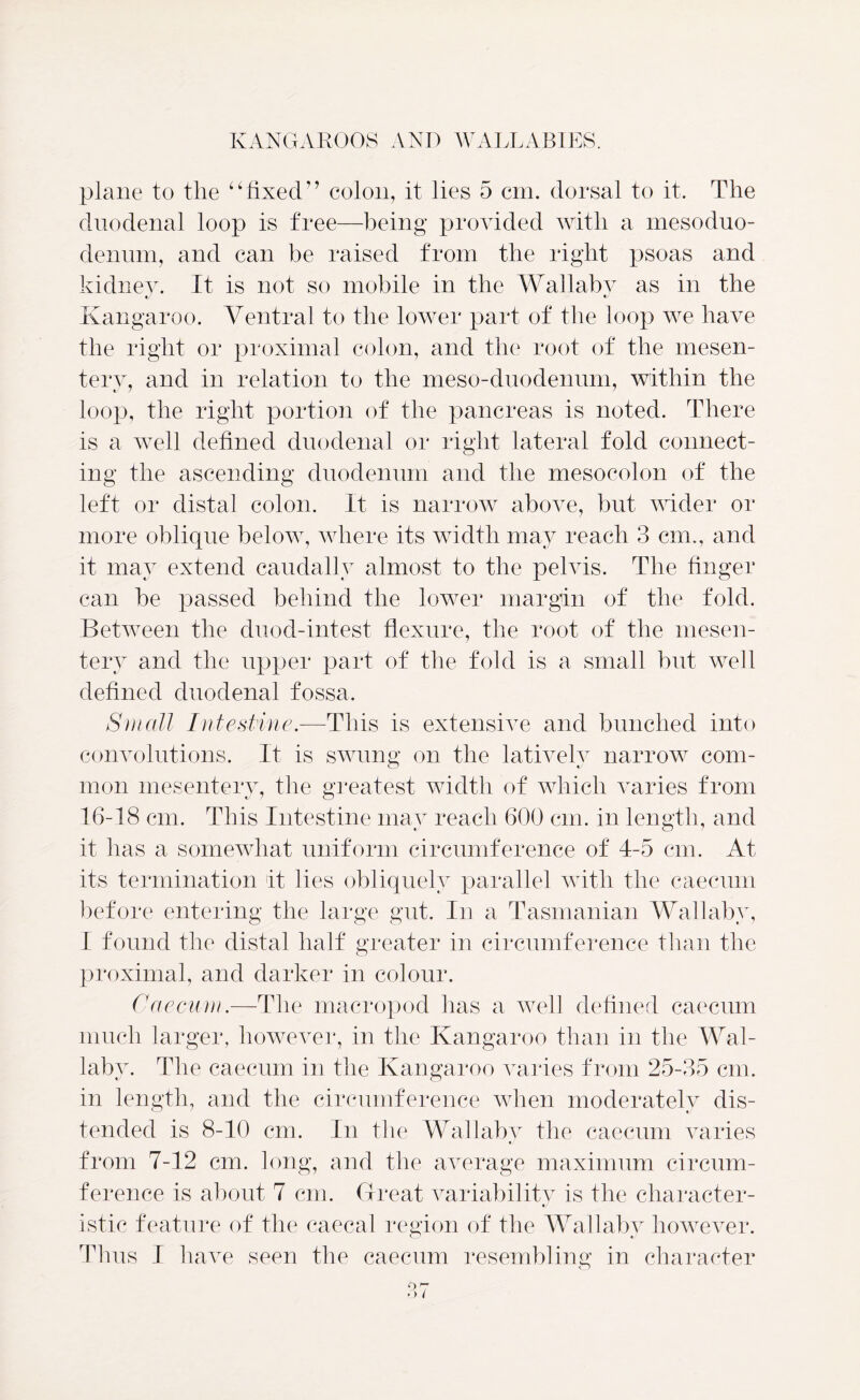 plane to the “fixed” colon, it lies 5 cm. dorsal to it. The duodenal loop is free—being provided with a mesoduo- denum, and can be raised from the right psoas and kidney. It is not so mobile in the Wallaby as in the Kangaroo. Ventral to the lower part of the loop we have the right or proximal colon, and the root of the mesen- tery, and in relation to the meso-duodennm, within the loop, the right portion of the pancreas is noted. There is a well defined duodenal or right lateral fold connect- ing the ascending duodenum and the mesocolon of the left or distal colon. It is narrow above, but wider or more oblique below, where its width may reach 3 cm., and it may extend caudally almost to the pelvis. The finger can be passed behind the lower margin of the fold. Between the duod-intest flexure, the root of the mesen- tery and the upper part of the fold is a small but well defined duodenal fossa. a Small Intestine.—This is extensive and bunched into convolutions. It is swung on the latively narrow com- mon mesentery, the greatest width of which varies from 16-18 cm. This Intestine may reach 600 cm. in length, and it has a somewhat uniform circumference of 4-5 cm. At its termination it lies obliquely parallel with the caecum before entering the large gut. In a Tasmanian Wallaby, I found the distal half greater in circumference than the proximal, and darker in colour. Caecum.—The macropod has a well defined caecum much larger, however, in the Kangaroo than in the Wal- laby. The caecum in the Kangaroo varies from 25-35 cm. in length, and the circumference when moderately dis- tended is 8-10 cm. In the Wallaby the caecum varies from 7-12 cm. long, and the average maximum circum- ference is about 7 cm. Great variability is the character- istic feature of the caeca! region of the Wallaby however. Thus I have seen the caecum resembling in character