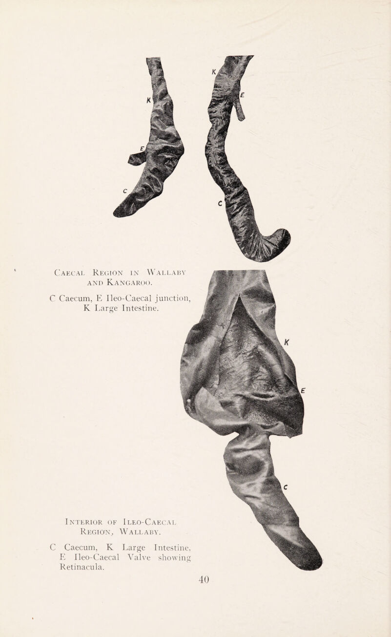 0 Interior of Ileo-Caecal Region, Wallaby. C Caecum, K Large Intestine, E Ileo-Caecal Valve showing Retinacula. Caecal Region in Wallaby and Kangaroo. C Caecum, E Ileo-Caecal junction, K Large Intestine.