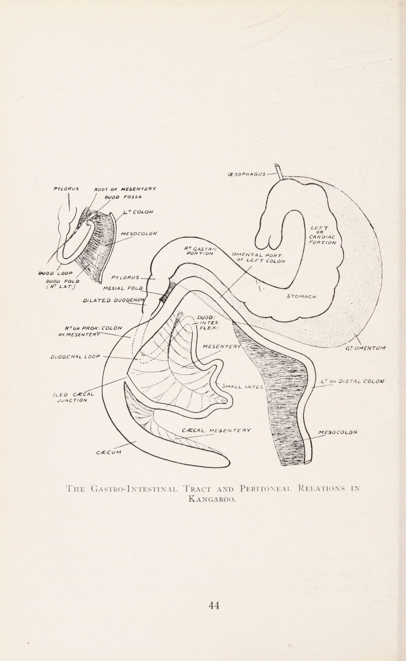 PYLORUS S>VOO LOOP duodenal l oop G7OMENTUM Lt or DISTAL COLON / LEO cuecal JUNC TION mesocolon c/EC UM The Gastro-Intestinal Tract and Peritoneal Relations in Kangaroo.