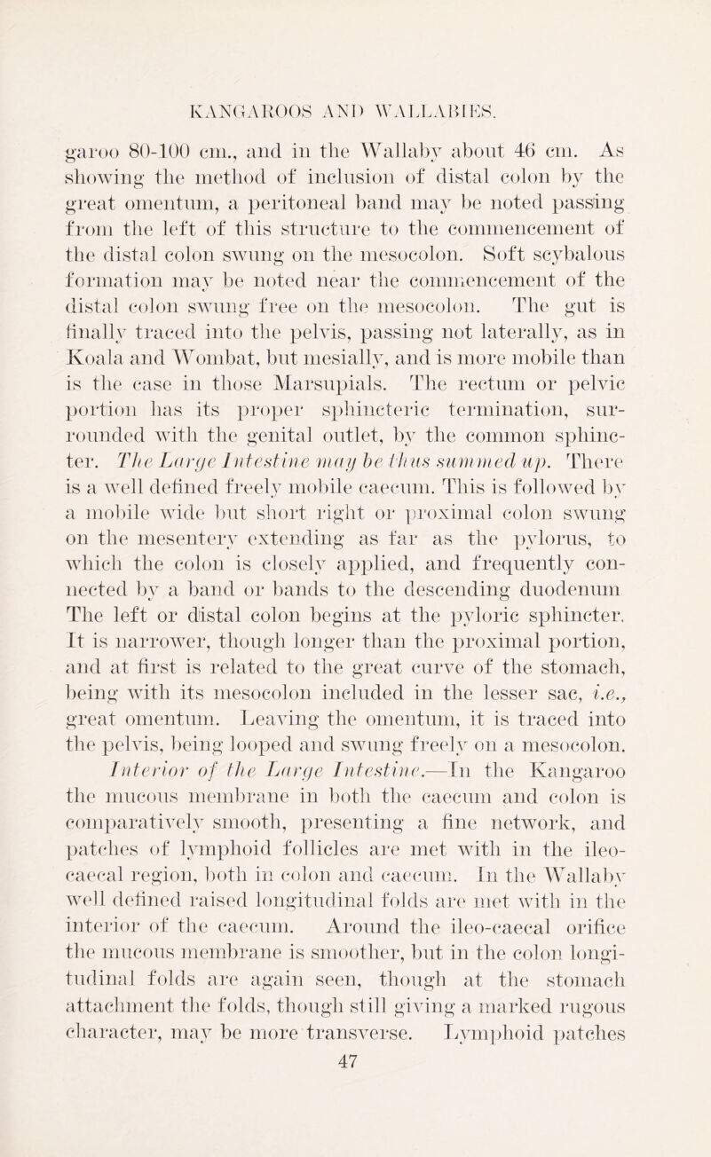 garoo 80-100 cm., and in the Wallaby about 46 cm. As showing the method of inclusion of distal colon by the great omentum, a peritoneal band may be noted passing from the left of this structure to the commencement of the distal colon swung on the mesocolon. Soft scybalous formation may be noted near the commencement of the distal colon swung free on the mesocolon. The gut is finally traced into the pelvis, passing not laterally, as in Koala and Wombat, but mesially, and is more mobile than is the case in those Marsupials. The rectum or pelvic portion has its proper sphineteric termination, sur- rounded with the genital outlet, by the common sphinc- ter. The Large Intestine may be Ihus summed up. There is a well defined freely mobile caecum. This is followed bv a mobile wide but short right or proximal colon swung on the mesentery extending as far as the pylorus, to which the colon is closely applied, and frequently con- nected by a band or bands to the descending duodenum The left or distal colon begins at the pyloric sphincter. It is narrower, though longer than the proximal portion, and at first is related to the great curve of the stomach, being with its mesocolon included in the lesser sac, i.e great omentum. Leaving the omentum, it is traced into the pelvis, being looped and swung freely on a mesocolon. Interior of the Large Intestine.—In the Kangaroo the mucous membrane in both the caecum and colon is comparatively smooth, presenting a fine network, and patches of lymphoid follicles are met with in the ileo- caecal region, both in colon and caecum. In the Wallaby well defined raised longitudinal folds are met with in the interior of the caecum. Around the ileo-caecal orifice the mucous membrane is smoother, but in the colon longi- tudinal folds are again seen, though at the stomach attachment the folds, though still giving a marked rugous character, may be more transverse. Lymphoid patches