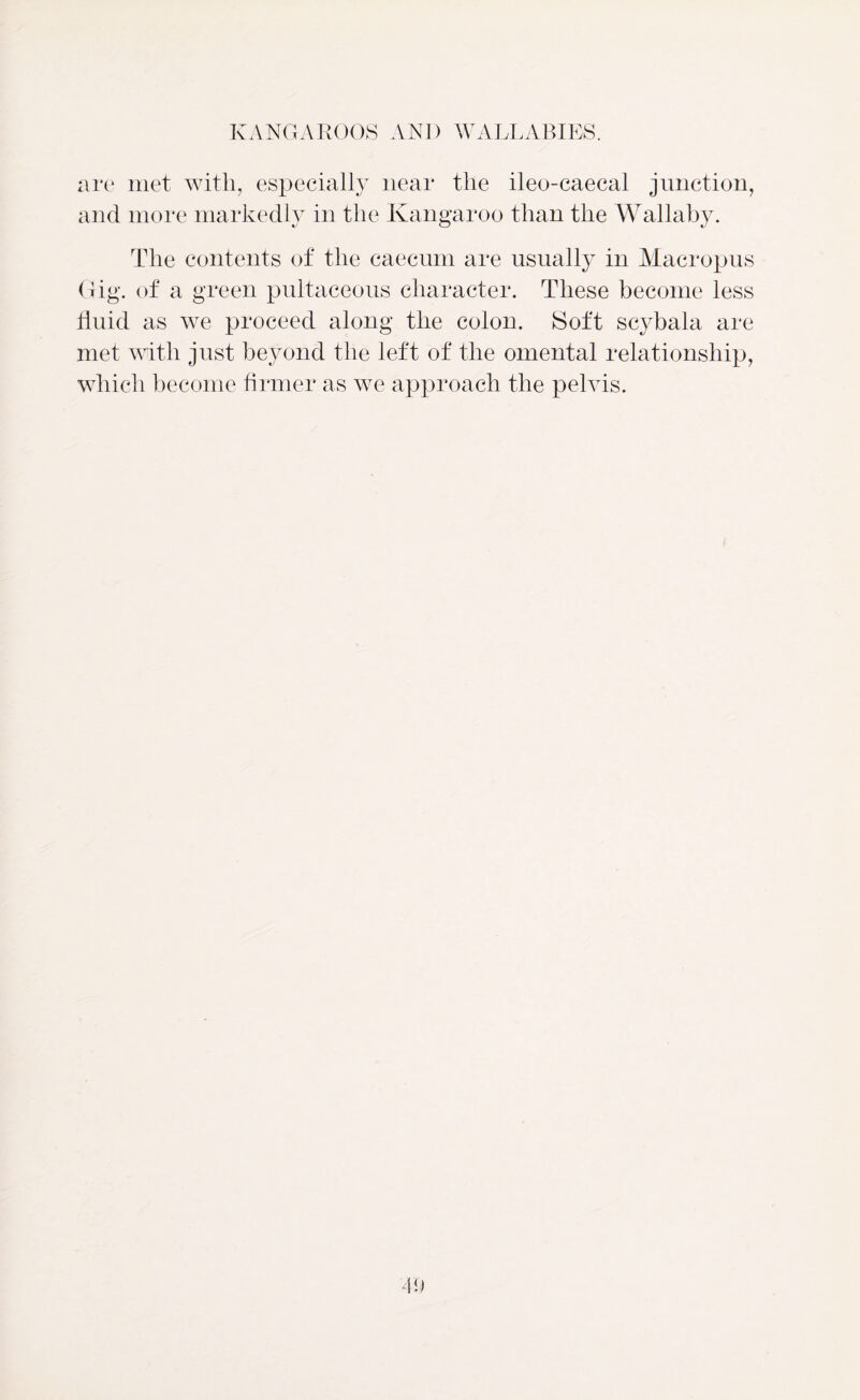 are met with, especially near the ileo-caecal junction, and more markedly in the Kangaroo than the Wallaby. The contents of the caecum are usually in Macropus Gig. of a green pultaceous character. These become less fluid as we proceed along the colon. Soft scybala are met with just beyond the left of the omental relationship, which become firmer as we approach the pelvis.