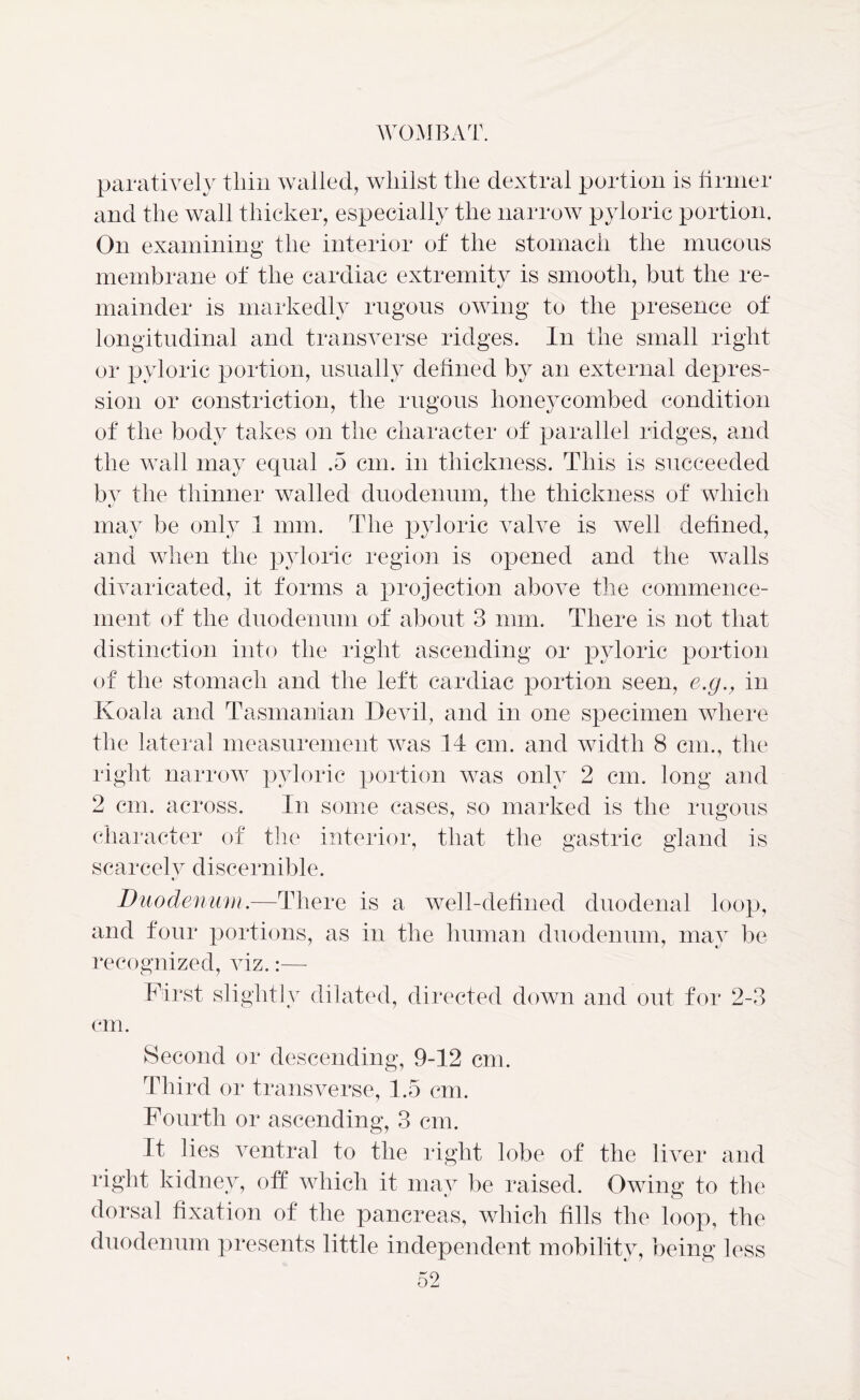 paratively thin wailed, whilst the dextral portion is tinner and the wall thicker, especially the narrow pyloric portion. On examining the interior of the stomach the mucous membrane of the cardiac extremity is smooth, but the re- mainder is markedly rugous owing to the presence of longitudinal and transverse ridges. In the small right or pyloric portion, usually defined by an external depres- sion or constriction, the rugous honeycombed condition of the body takes on the character of parallel ridges, and the wall may equal .5 cm. in thickness. This is succeeded by the thinner walled duodenum, the thickness of which may be only 1 mm. The pyloric valve is well defined, and when the pyloric region is opened and the walls divaricated, it forms a projection above the commence- ment of the duodenum of about 3 mm. There is not that distinction into the right ascending or pyloric portion of the stomach and the left cardiac portion seen, e.g., in Koala and Tasmanian Devil, and in one specimen where the lateral measurement was 14 cm. and width 8 cm., the right narrow pyloric portion was only 2 cm. long and 2 cm. across. In some cases, so marked is the rugous character of the interior, that the gastric gland is scarcely discernible. Duodenum.—There is a well-defined duodenal loop, and four portions, as in the human duodenum, may be recognized, viz.:— First slightly dilated, directed down and out for 2-3 cm. Second or descending, 9-12 cm. Third or transverse, 1.5 cm. Fourth or ascending, 3 cm. It lies ventral to the right lobe of the liver and right kidney, off which it may be raised. Owing to the dorsal fixation of the pancreas, which fills the loop, the duodenum presents little independent mobility, being less