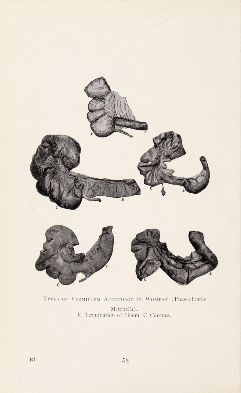 Types of Vermiform Appendage in Wombat (Phascolomys Mitchelli). E Termination of Ileum, C Caecum.