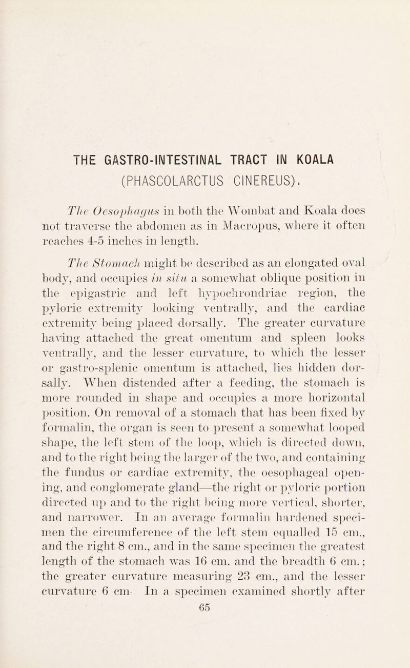 THE GASTROINTESTINAL TRACT IN KOALA (PHASCOLARCTUS CINEREUS), The Oesophagus in both the Wombat and Koala does not traverse the abdomen as in Macropus, where it often reaches 4-5 inches in length. The Stomach might be described as an elongated oval body, and occupies in situ a somewhat oblique position in the epigastric and left liypochrondriac region, the pyloric extremity looking ventrally, and the cardiac extremity being placed dorsally. The greater curvature having attached the great omentum and spleen looks ventrally, and the lesser curvature, to which the lesser or gastro-splenic omentum is attached, lies hidden dor- sally. When distended after a feeding, the stomach is more rounded in shape and occupies a more horizontal position. On removal of a stomach that has been fixed by formalin, the organ is seen to present a somewhat looped shape, the left stem of the loop, which is directed down, and to the right being the larger of the two, and containing the fundus or cardiac extremity, the oesophageal open- ing, and conglomerate gland—the right or pyloric portion directed up and to the right being more vertical, shorter, and narrower. In an average formalin hardened speci- men the circumference of the left stem equalled 15 cm., and the right 8 cm., and in the same specimen the greatest length of the stomach was 16 cm. and the breadth 6 cm.; the greater curvature measuring 23 cm., and the lesser curvature 6 cm- In a specimen examined shortly after