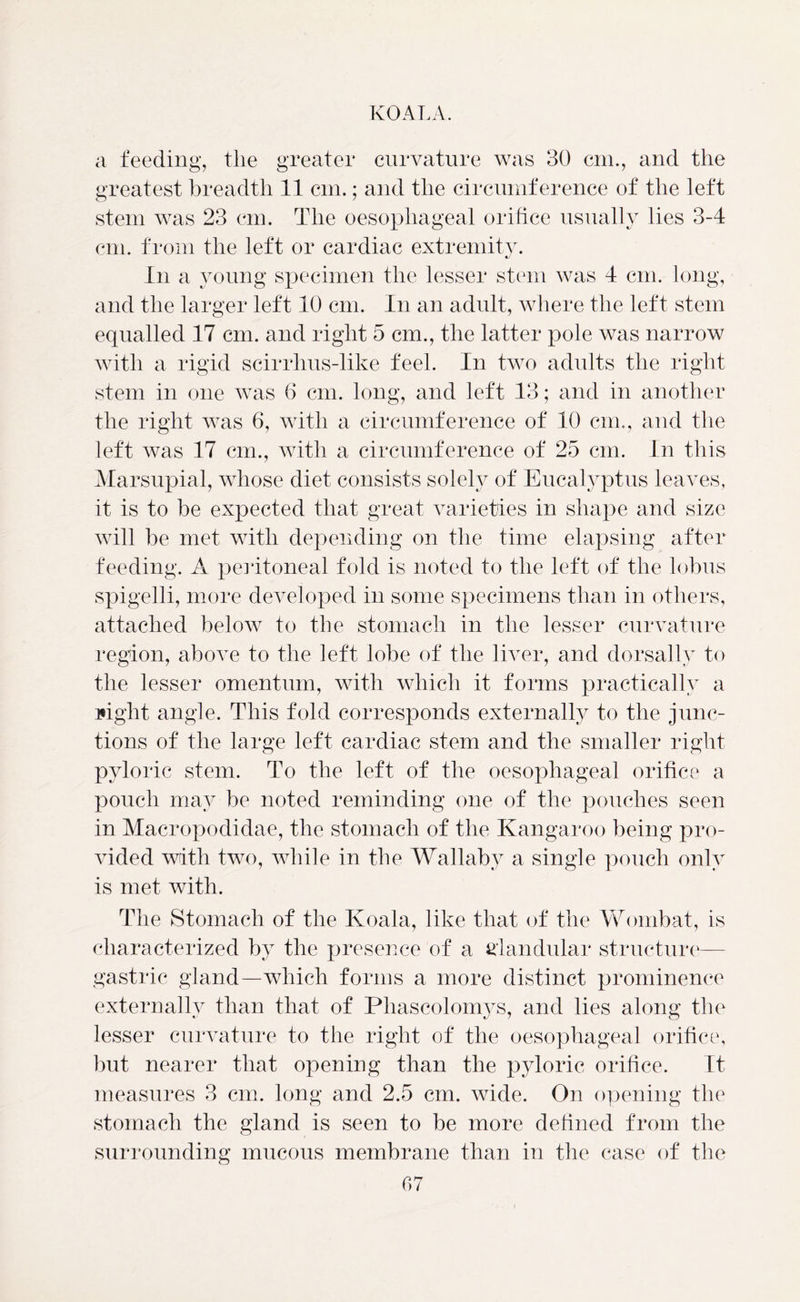 a feeding, the greater curvature was 30 cm., and the greatest breadth 11 cm.; and the circumference of the left stem was 23 cm. The oesophageal orifice usually lies 3-4 cm. from the left or cardiac extremity. in a young specimen the lesser stem was 4 cm. long, and the larger left 10 cm. In an adult, where the left stem equalled 17 cm. and right 5 cm., the latter pole was narrow with a rigid scirrhus-like feel. In two adults the right stem in one was 6 cm. long, and left 13; and in another the right was 6, with a circumference of 10 cm., and the left was 17 cm., with a circumference of 25 cm. In this Marsupial, whose diet consists solely of Eucalyptus leaves, it is to be expected that great varieties in shape and size will be met with depending on the time elapsing after feeding. A peritoneal fold is noted to the left of the lobus spigelli, more developed in some specimens than in others, attached below to the stomach in the lesser curvature region, above to the left lobe of the liver, and dorsally to the lesser omentum, with which it forms practically a sight angle. This fold corresponds externally to the junc- tions of the large left cardiac stem and the smaller right pyloric stem. To the left of the oesophageal orifice a pouch may be noted reminding one of the pouches seen in Macropodidae, the stomach of the Kangaroo being pro- vided with two, while in the Wallaby a single pouch only is met with. The Stomach of the Koala, like that of the Wombat, is characterized by the presence of a glandular structure— gastric gland—which forms a more distinct prominence externally than that of Phascolomys, and lies along the lesser curvature to the right of the oesophageal orifice, but nearer that opening than the pyloric orifice. It measures 3 cm. long and 2.5 cm. wide. On opening the stomach the gland is seen to be more defined from the surrounding mucous membrane than in the case of the