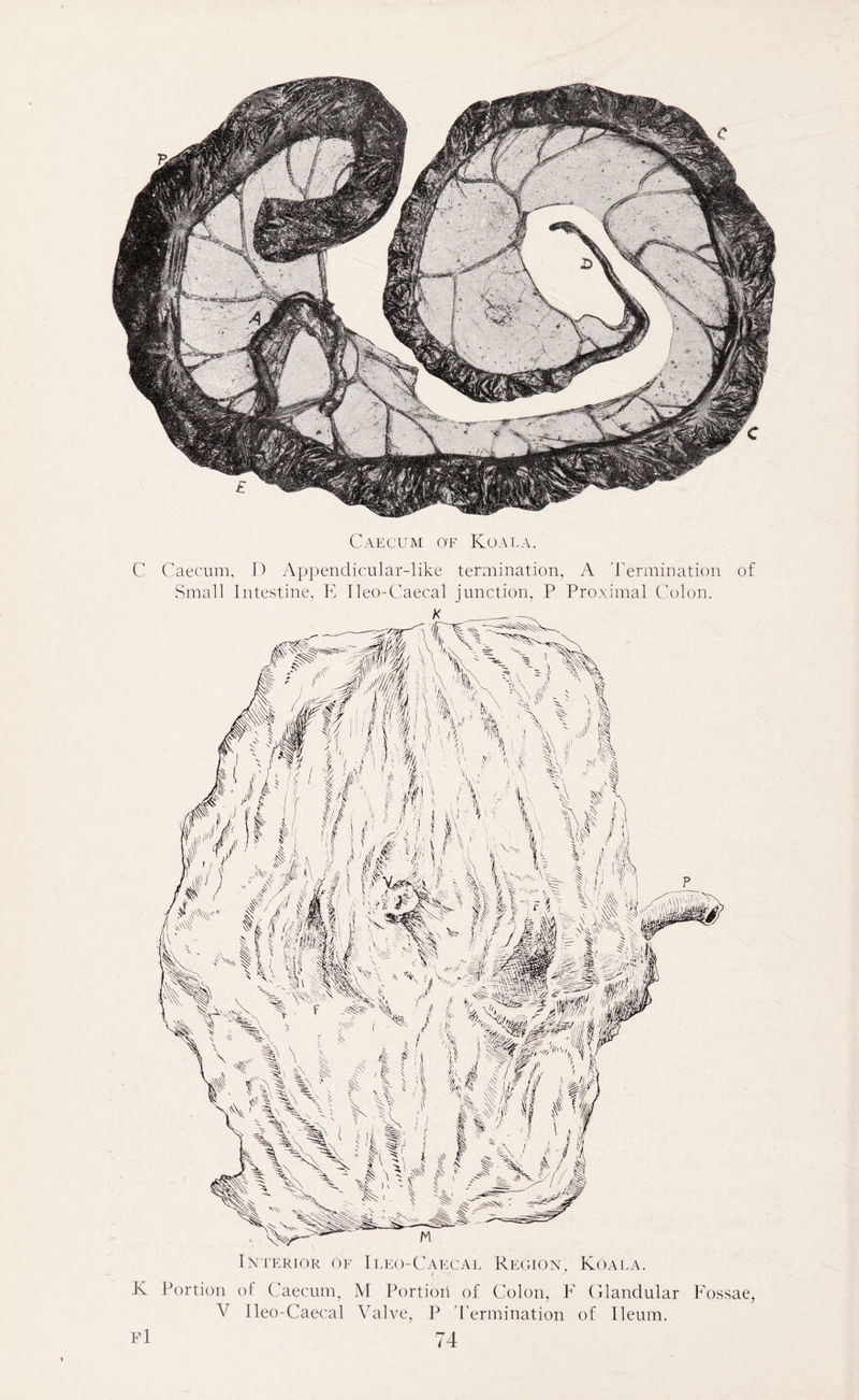 Caecum of Koala. C Caecum, D Appendicular-like termination, A Termination of Small Intestine, E Ileo-Caecal junction, P Proximal Colon. Interior of Ileo-Caecal Region, Koala. ■i _ K Portion of Caecum, M Portion of Colon, F Glandular Fossae, V Ileo-Caecal Valve, P Termination of Ileum.