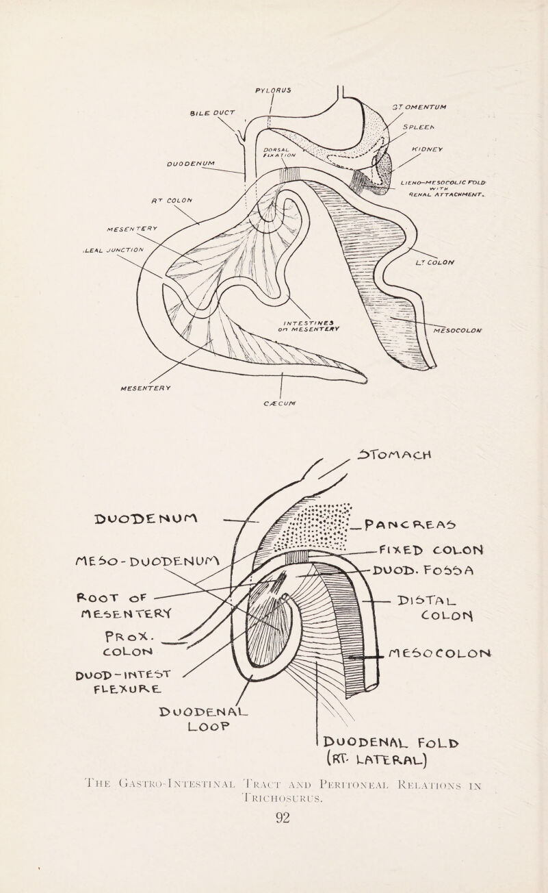 ^Toz-AACH DUODENUM DOOT>ENUrY Root o? ne.t>E,n very pR oX. COLON Dv>oD - mT£t>T FLE>UFLE DUO DEN/\L LOO? _pANCREA6 f i'&E’D COLON DUOl>. Fo5t>A T>i^Tal_ ColoN nesocoLON Duodenal fold («T- LATERAL.) I’ H E ( j ASTRO- I NTEST1NAL Tract and Peritoneal Relations in Lrichosurus.