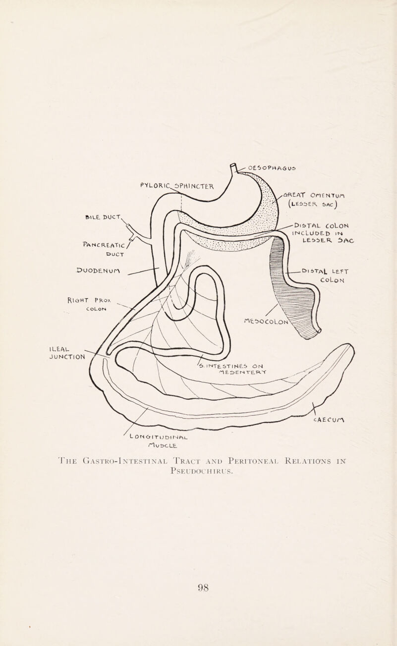 The G astro-Intestinal Tract and Peritoneal P SEUDO'CH IRUS. Relations in