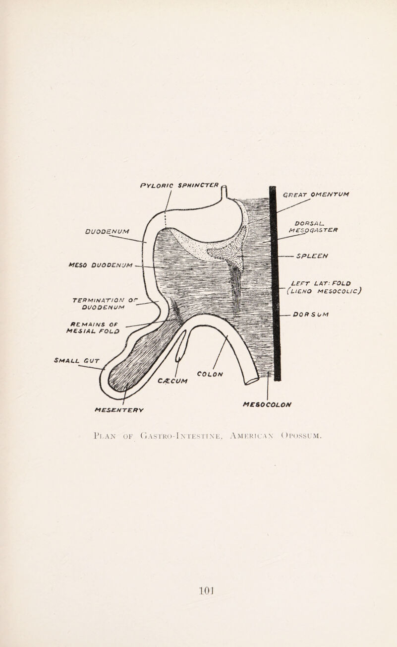 Plan of Gas tro -1 n t e s t i n e , A meric a n Op o ssum. 10J