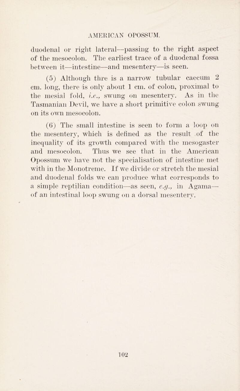 AMERICAN OPOSSUM. duodenal or right lateral—passing to the right aspect of the mesocolon. The earliest trace of a duodenal fossa between it—intestine—and mesentery—is seen. (5) Although thre is a narrow tubular caecum 2 cm. long, there is only about 1 cm. of colon, proximal to the mesial fold, i.e., swung on mesentery. As in the Tasmanian Devil, we have a short primitive colon swung on its own mesocolon. (6) The small intestine is seen to form a loop on the mesentery, which is defined as the result of the inequality of its growth compared with the mesogaster and mesocolon. Thus we see that in the American Opossum we have not the specialisation of intestine met with in the Monotreme. If we divide or stretch the mesial and duodenal folds we can produce what corresponds to a simple reptilian condition—as seen, e.g,, in Agama— of an intestinal loop swung on a dorsal mesentery.