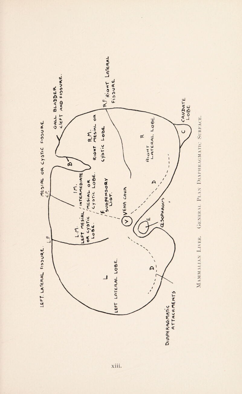 L£FT. LAie-KAL rtt'zsfH. of< cy6T»c F^uKt j <c <r .01 0c <r Ou G O Xlll Mammalian Liver. General Plan Diaphragmatic Surface.