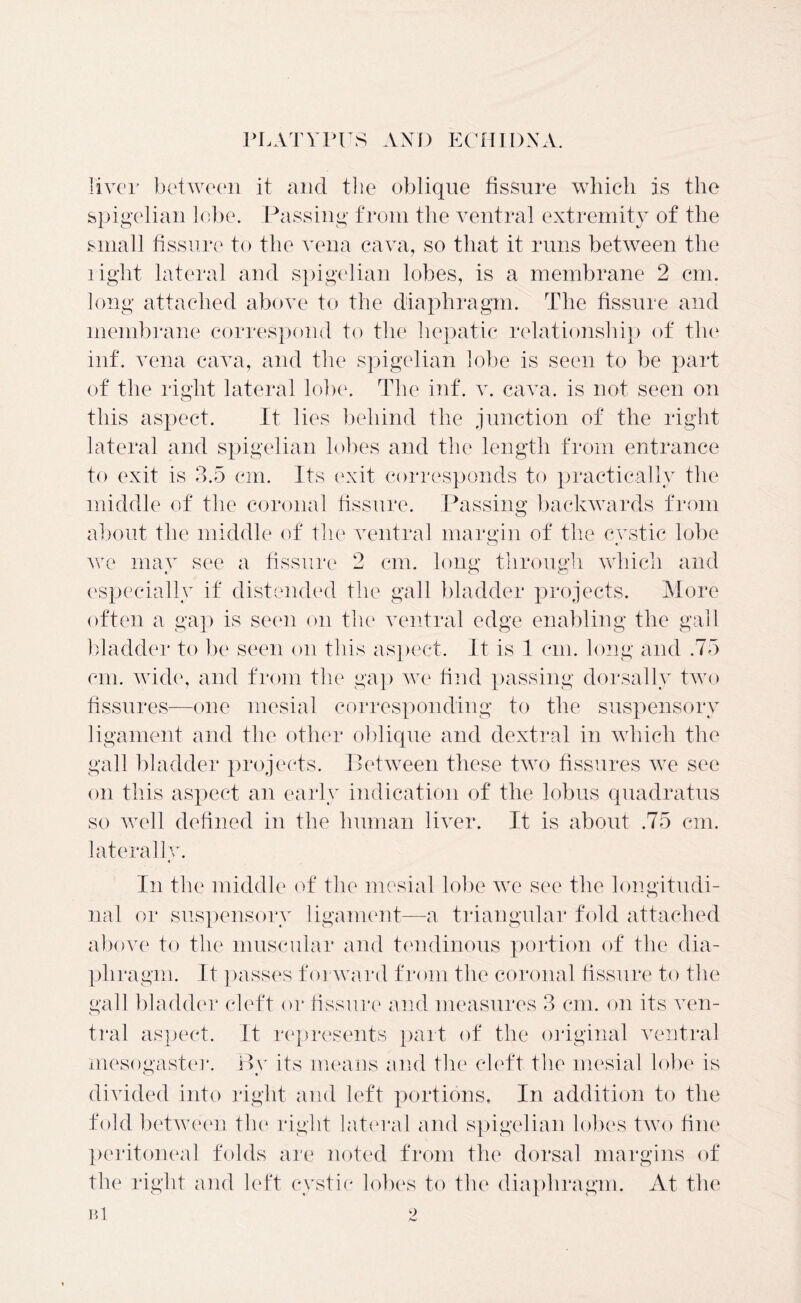 liver between it and the oblique fissure which is the spigelian lobe. Passing from the ventral extremity of the small fissure to the vena cava, so that it runs between the light lateral and spigelian lobes, is a membrane 2 cm. long attached above to the diaphragm. The fissure and membrane correspond to the hepatic relationship of the inf. vena cava, and the spigelian lobe is seen to be part of the right lateral lobe. The inf. v. cava, is not seen on this aspect. It lies behind the junction of the right lateral and spigelian lobes and the length from entrance to exit is 3.5 cm. Its exit corresponds to practically the middle of the coronal fissure. Passing backwards from about the middle of the ventral margin of the cvstic lobe o « we may see a fissure 2 cm. long through which and especially if distended the gall bladder projects. More often a gap is seen on the ventral edge enabling the gall bladder to be seen on this aspect. It is 1 cm. long and .75 cm. wide, and from the gap we find passing dorsally two fissures—one mesial corresponding to the suspensory ligament and the other oblique and dextral in which the gall bladder projects. Between these two fissures we see on this aspect an early indication of the lobus quadratus so well defined in the human liver. It is about .75 cm. laterallv. In the middle of the mesial lobe we see the longitudi- nal or suspensory ligament—a triangular fold attached above to the muscular and tendinous portion of the dia- phragm. It passes forward from the coronal fissure to the gall bladder cleft or fissure and measures 3 cm. on its ven- tral aspect. It represents part of the original ventral mesogaster. Bv its means and the cleft the mesial lobe is divided into right and left portions. In addition to the fold between the right lateral and spigelian lobes two fine peritoneal folds are noted from the dorsal margins of the right and left cystic lobes to the diaphragm. At the Bl 9