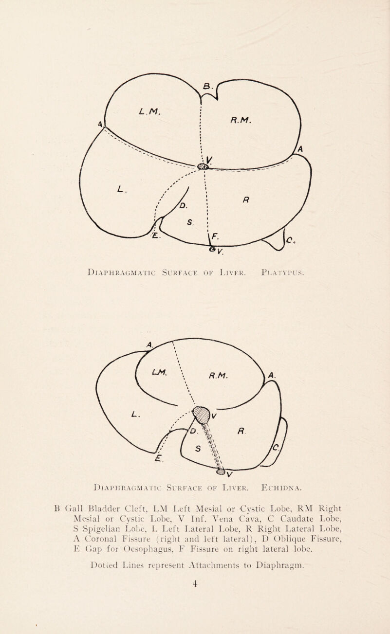 Diaphragmatic Surface of Liver. Platypus. B Gall Bladder Cleft, LM Left Mesial or Cystic Lobe, RM Right Mesial or Cystic Lobe, V Inf. Vena Cava, C Caudate Lobe, S Spigelian Lobe, L Left Lateral Lobe, R Right Lateral Lobe, A Coronal Fissure (right and left lateral), D Oblique Fissure, E Gap for Oesophagus, F Fissure on right lateral lobe. Dotted Lines represent Attachments to Diaphragm.