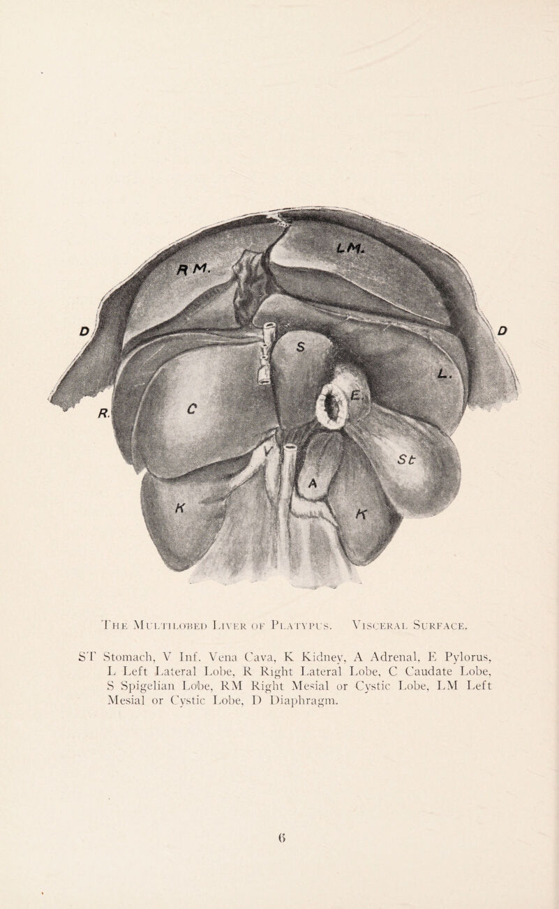 The Multilobed Liver oe Pla typus. Visceral Surface. ST Stomach, V Inf. Vena Cava, K Kidney, A Adrenal, FI Pylorus, L Left Lateral Lobe, R Right Lateral Lobe, C Caudate Lobe, S Spigelian Lobe, RM Right Mesial or Cystic Lobe, LM Left 0 :