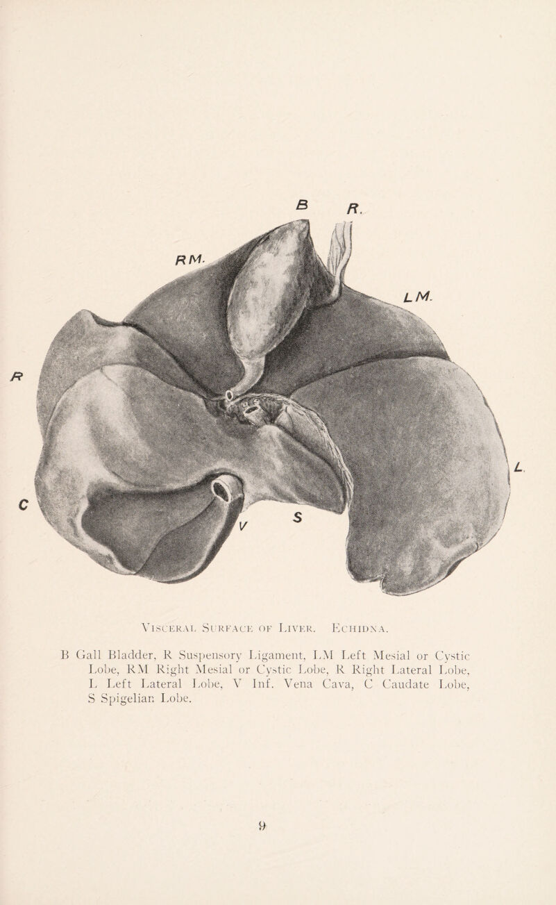 Visceral Surface of Liver. Echidna. B Gall Bladder, R Suspensory Ligament, LM Left Mesial or Cystic Lobe, RM Right Mesial or Cystic Lobe, R Right Lateral Lobe, L Left Lateral Lobe, V Inf. Vena Cava, C Caudate Lobe, S Spigelian Lobe.