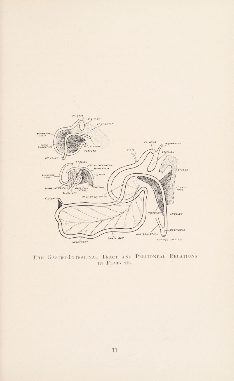 PYLORUS he Gastrointestinal Tract and Peritoneal Relations in Platypus.
