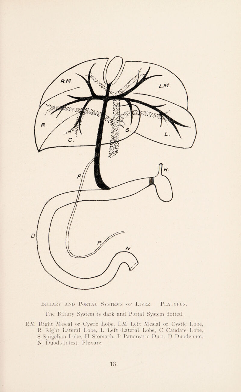 Biliary and Portal Systems of Liver. Platypus. The Biliary System is dark and Portal System dotted. RM Right Mesial or Cystic Lobe, LM Left Mesial or Cystic Lobe, R Right Lateral Lobe, L Left Lateral Lobe, C Caudate Lobe, S Spigelian Lobe, H Stomach, P Pancreatic Duct, D Duodenum, N Duod.~Intest. Flexure.