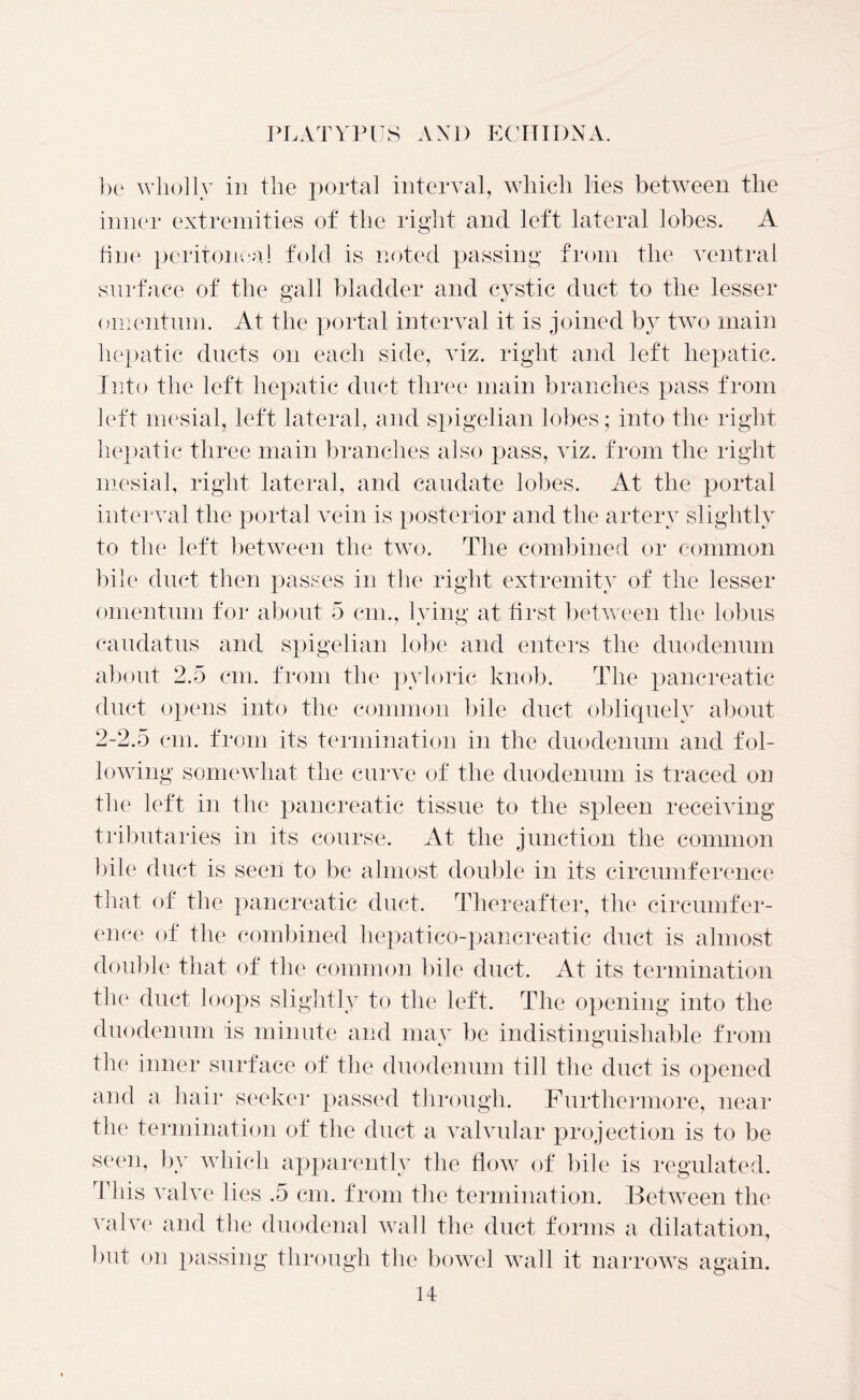 be wholly in the portal interval, which lies between the inner extremities of the right and left lateral lobes. A fine peritoneal fold is noted passing from the ventral surface of the gall bladder and cystic duct to the lesser omentum. At the portal interval it is joined by two main hepatic ducts on each side, viz. right and left hepatic. Into the left hepatic duct three main branches pass from left mesial, left lateral, and spigelian lobes; into the right hepatic three main branches also pass, viz. from the right mesial, right lateral, and caudate lobes. At the portal interval the portal vein is posterior and the artery slightly to the left between the two. The combined or common bile duct then passes in the right extremity of the lesser omentum for about 5 cm., lying at first between the lobus caudatus and spigelian lobe and enters the duodenum about 2.5 cm. from the pyloric knob. The pancreatic duct opens into the common bile duct obliquely about 2-2.5 cm. from its termination in the duodenum and fol- lowing somewhat the curve of the duodenum is traced on the left in the pancreatic tissue to the spleen receiving tributaries in its course. At the junction the common bile duct is seen to be almost double in its circumference that of the pancreatic duct. Thereafter, the circumfer- ence of the combined hepatico-pancreatic duct is almost double that of the common bile duct. At its termination the duct loops slightly to the left. The opening into the duodenum is minute and may be indistinguishable from the inner surface of the duodenum till the duct is opened and a hair seeker passed through. Furthermore, near the termination of the duct a valvular projection is to be seen, by which apparently the flow of bile is regulated. This valve lies .5 cm. from the termination. Between the valve and the duodenal wall the duct forms a dilatation, but on passing through the bowel wall it narrows again.