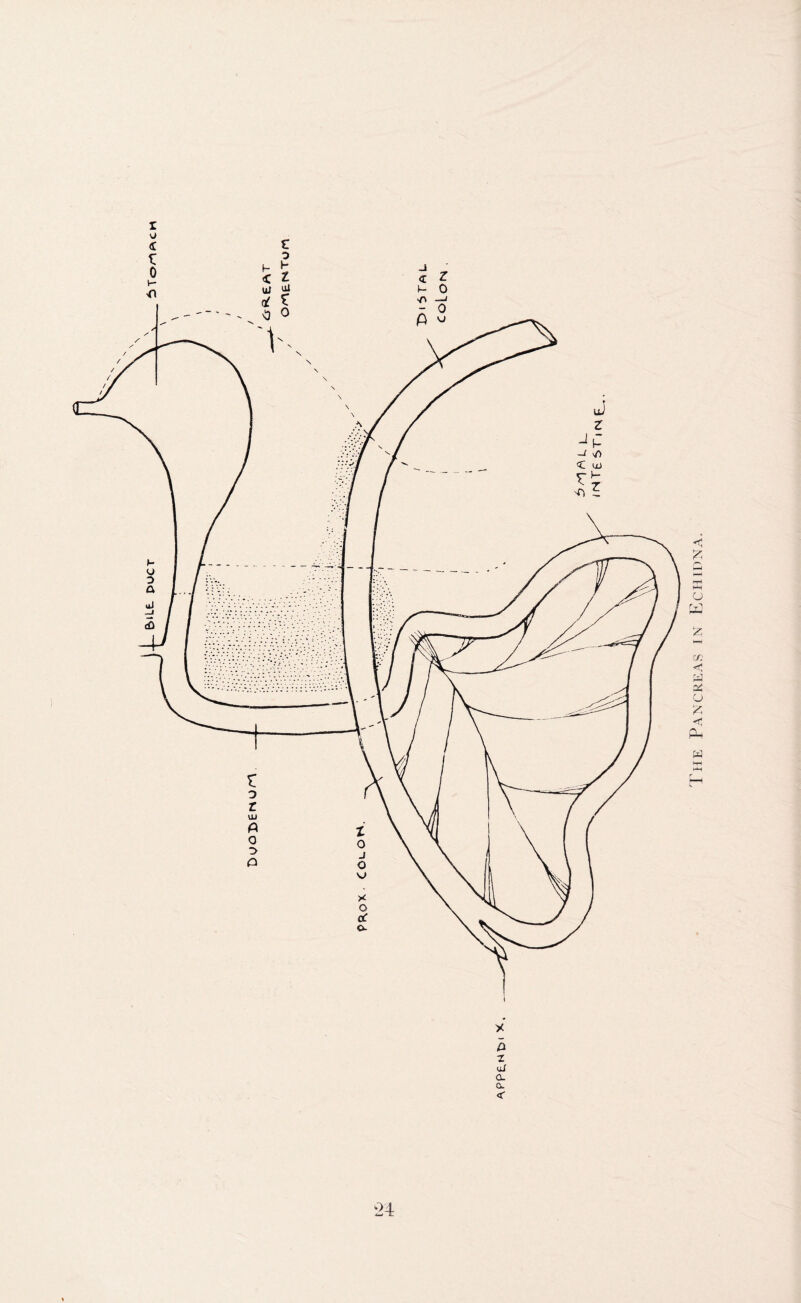 E>lLL DUCT yf \ \ IbTorlPkCH z y h ~T ujr CL CL < The Pancreas in Echidna.