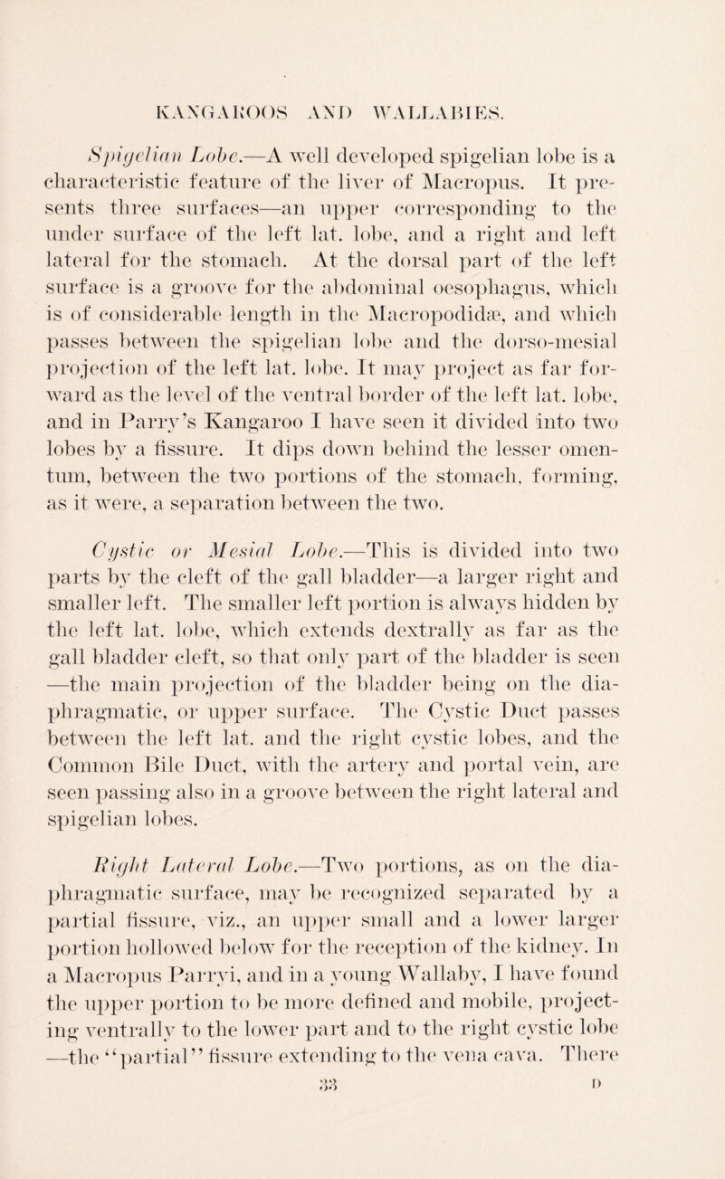 Spigelian Lobe.—A well developed spigelian lobe is a characteristic feature of the liver of Macropus. It pre- sents three surfaces—an upper corresponding to the under surface of the left lat. lobe, and a right and left lateral for the stomach. At the dorsal part of the left surface is a groove for the abdominal oesophagus, which is of considerable length in the Macropodidae, and which passes between the spigelian lobe and the dorso-mesial projection of the left lat. lobe. It may project as far for- ward as the level of the ventral border of the left lat. lobe, and in Parry’s Kangaroo I have seen it divided into two lobes by a fissure. It dips down behind the lesser omen- tum, between the two portions of the stomach, forming, as it were, a separation between the two. Cystic or Mesial Lobe.—This is divided into two parts by the cleft of the gall bladder—a larger right and smaller left. The smaller left portion is always hidden by the left lat. lobe, which extends dextrally as far as the gall bladder cleft, so that only part of the bladder is seen —the main projection of the bladder being on the dia- phragmatic, or upper surface. The Cystic Duct passes between the left lat. and the right cystic lobes, and the Common Bile Duct, with the artery and portal vein, are seen passing also in a groove between the right lateral and spigelian lobes. Bight Lateral Lobe.—Two portions, as on the dia- phragmatic surface, may be recognized separated by a partial fissure, viz., an upper small and a lower larger portion hollowed below for the reception of the kidney. In a Macropus Parryi, and in a young Wallaby, I have found the upper portion to be more defined and mobile, project- ing ventrally to the lower part and to the right cystic lobe —the upartial ” fissure extending to the vena cava. There