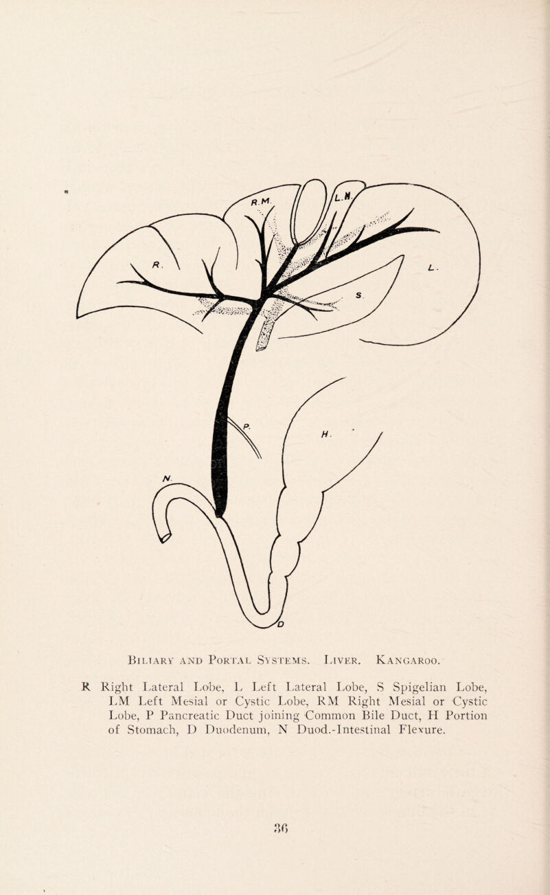 Biliary and Portal Systems. Liver. Kangaroo. R Right Lateral Lobe, L Left Lateral Lobe, S Spigelian Lobe, LM Left Mesial or Cystic Lobe, RM Right Mesial or Cystic Lobe, P Pancreatic Duct joining Common Bile Duct, H Portion of Stomach, D Duodenum, N Duod.-Intestinal Flexure.