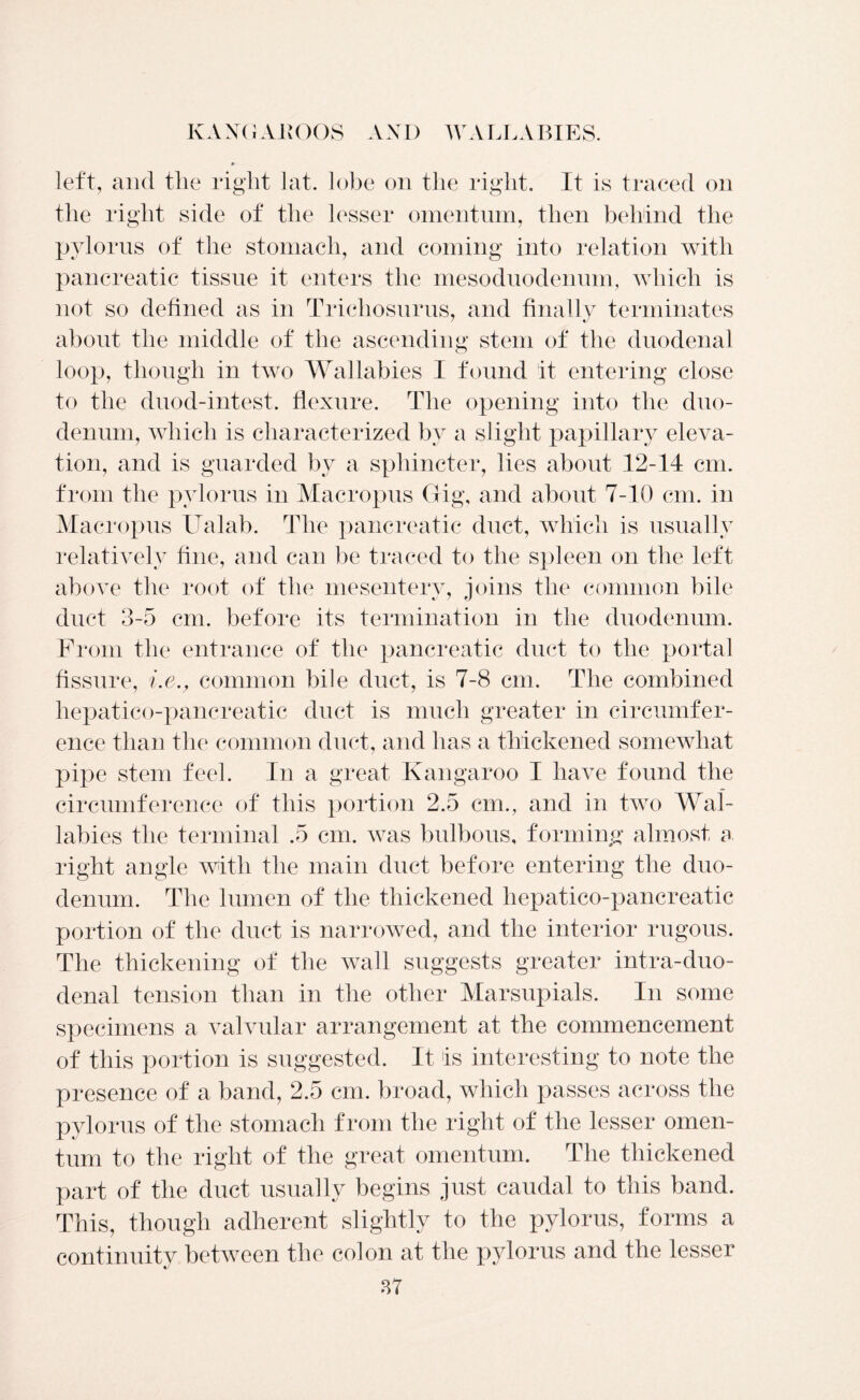 Iv A X( i A BOOS A XI) AY A LLA BIES. left, and the right lat. lobe on the right. It is traced on the right side of the lesser omentum, then behind the pylorus of the stomach, and coming into relation with pancreatic tissue it enters the mesoduodennm, which is not so defined as in Tricliosurus, and finally terminates about the middle of the ascending stem of the duodenal loop, though in two Wallabies I found it entering close to the duod-intest. flexure. The opening into the duo- denum, which is characterized bv a slight papillary eleva- tion, and is guarded by a sphincter, lies about 12-14 cm. from the pylorus in Macropus Gig, and about 7-10 cm. in Macropus Ualab. The pancreatic duct, which is usually relatively fine, and can be traced to the spleen on the left above the root of the mesentery, joins the common bile duct 3-5 cm. before its termination in the duodenum. From the entrance of the pancreatic duct to the portal fissure, i.e., common bile duct, is 7-8 cm. The combined hepatico-pancreatic duct is much greater in circumfer- ence than the common duct, and has a thickened somewhat pipe stem feel. In a great Kangaroo I have found the circumference of this portion 2.5 cm., and in two Wal- labies the terminal .5 cm. was bulbous, forming almost a right angle with the main duct before entering the duo- denum. The lumen of the thickened hepatico-pancreatic portion of the duct is narrowed, and the interior rugous. The thickening of the wall suggests greater intra-duo- denal tension than in the other Marsupials. In some specimens a valvular arrangement at the commencement of this portion is suggested. It is interesting to note the presence of a band, 2.5 cm. broad, which passes across the pylorus of the stomach from the right of the lesser omen- tum to the right of the great omentum. The thickened part of the duct usually begins just caudal to this band. This, though adherent slightly to the pylorus, forms a continuity between the colon at the pylorus and the lesser