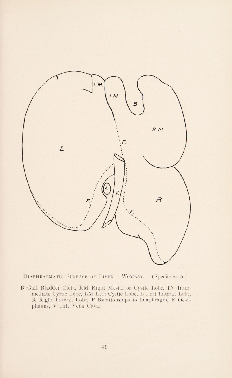 B Gall Bladder Cleft, RM Right Mesial or Cystic Lobe, IN Inter- mediate Cystic Lobe, LM Left Cystic Lobe, L Left Lateral Lobe, R Right Lateral Lobe, F Relationships to Diaphragm, E Oeso- phagus, V Inf. Vena Cava.