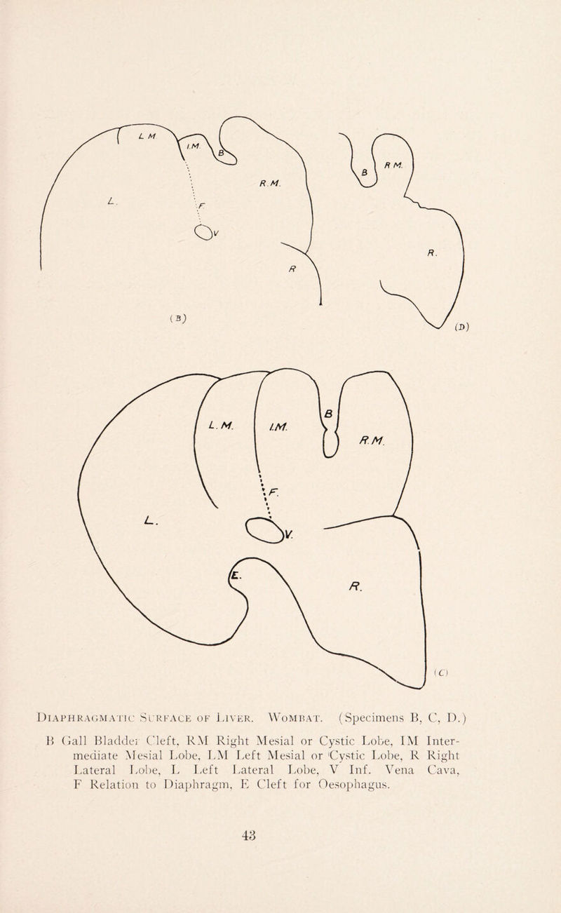 B (Dll Bladdei C'left. RM Right Mesial or Cystic Lobe, IM Inter- mediate Mesial Lobe, LM Left Mesial or 'Cystic Lobe, R Right Lateral Lobe, L Left Lateral Lobe, V Inf. Vena Cava, F Relation to Diaphragm, E Cleft for Oesophagus.