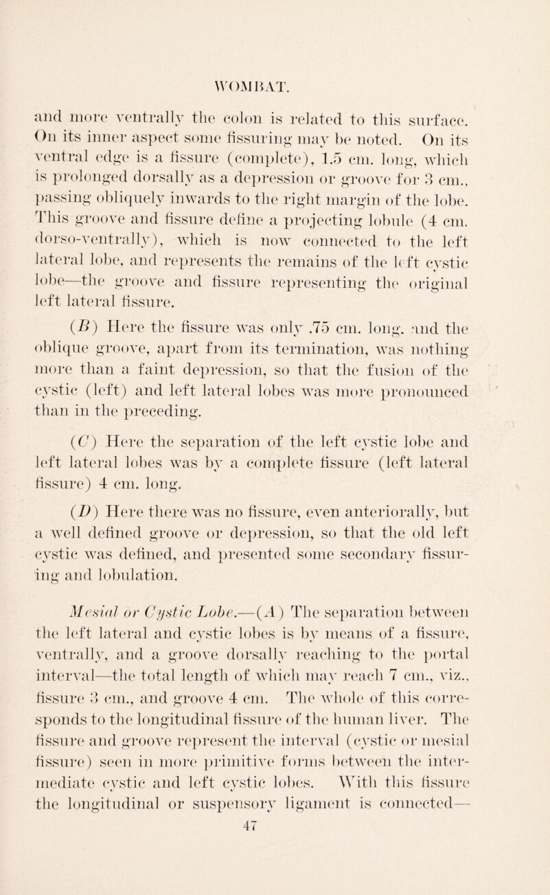 3 ^ ^ colon is related to this surface. On its inner aspect some Assuring may be noted. On its ventral edge is a fissure (complete), 1.5 cm. long, which is prolonged dorsally as a depression or groove for 3 cm., passing obliquely inwards to the right margin of the lobe. 'I his groove and fissure define a projecting lobule (4 cm. dorso-ventrally), which is now connected to the left lateral lobe, and represents the remains of the left cystic lobe—the groove and fissure representing the original left lateral fissure. (B) Here the fissure was only .75 cm. long, and the oblique groove, apart from its termination, was nothing more than a faint depression, so that the fusion of the cystic (left) and left lateral lobes was more pronounced than in the preceding. (6r) Here the separation of the left cystic lobe and left lateral lobes was by a complete fissure (left lateral fissure) 4 cm. long. (D) Here there was no fissure, even anteriorally, but a well defined groove or depression, so that the old left cystic was defined, and presented some secondary Assur- ing and lobulation. Mesial or Cystic Lobe.— (A) The separation between the left lateral and cystic lobes is by means of a fissure, centrally, and a groove dorsally reaching to the portal interval—the total length of which may reach 7 cm., viz., fissure 3 cm., and groove 4 cm. The whole of this corre- sponds to the longitudinal fissure of the human liver. The fissure and groove represent the interval (cystic or mesial fissure) seen in more primitive forms between the inter- mediate cystic and left cystic lobes. With this fissure the longitudinal or suspensory ligament is connected—