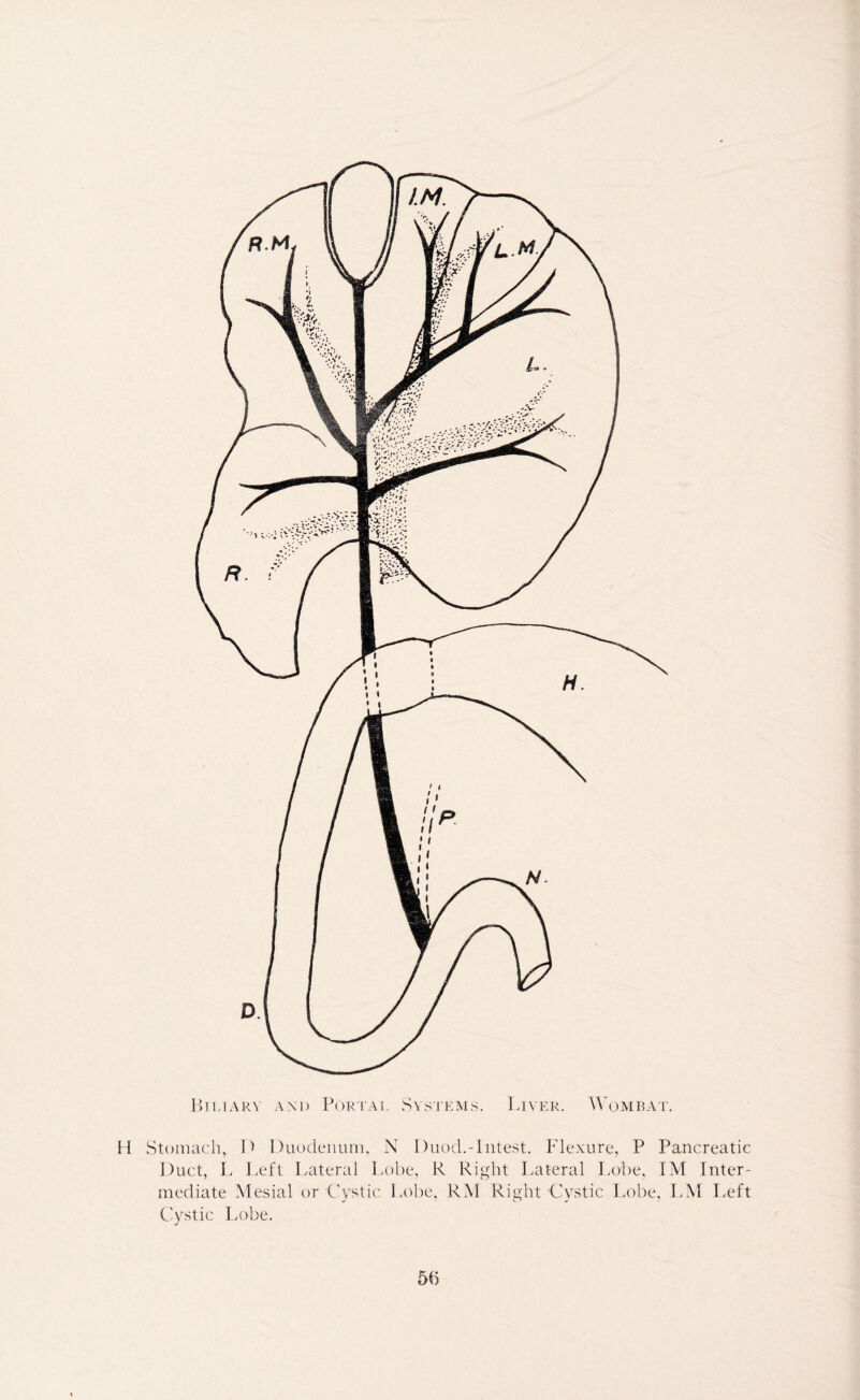 H Stomach, D Duodenum, N Duocl.-Intest. Flexure, P Pancreatic Duct, L Left Lateral Lobe, R Right Lateral Lobe, IM Inter- mediate Mesial or Cystic Lobe, RM Right Cystic Lobe, LM Left Cystic Lobe.