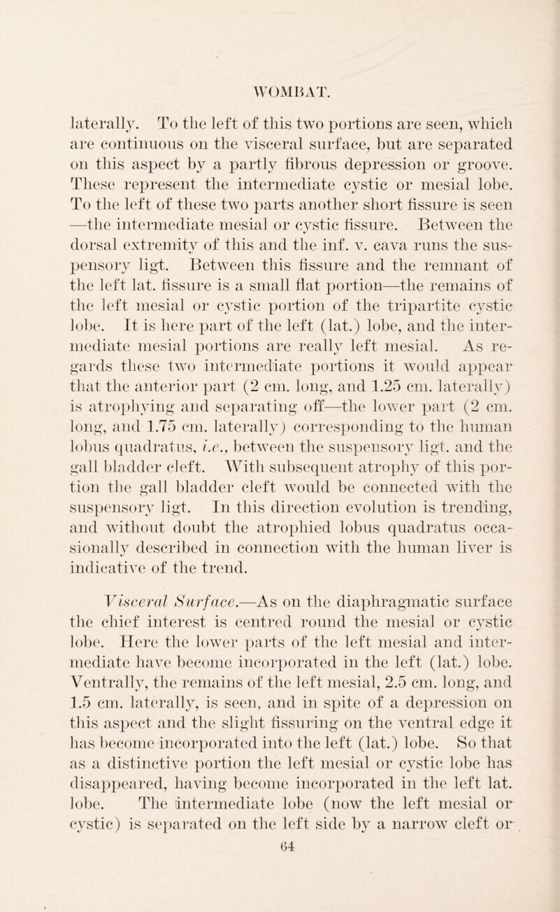 laterally. To the left of this two portions are seen, which are continuous on the visceral surface, but are separated on this aspect by a partly fibrous depression or groove. These represent the intermediate cystic or mesial lobe. To the left of these two parts another short fissure is seen —the intermediate mesial or cystic fissure. Between the dorsal extremity of this and the inf. v. cava runs the sus- pensory ligt. Between this fissure and the remnant of the left lat. fissure is a small flat portion—the remains of the left mesial or cystic portion of the tripartite cystic lobe. It is here part of the left (lat.) lobe, and the inter- mediate mesial portions are really left mesial. As re- gards these two intermediate portions it would appear that the anterior part (2 cm. long, and 1.25 cm. laterally) is atrophying and separating off—the lower part (2 cm. long, and 1.75 cm. laterally) corresponding to the human lobus quadratus, i.e., between the suspensory ligt. and the gall bladder cleft. With subsequent atrophy of this por- tion the gall bladder cleft would be connected with the suspensory ligt. In this direction evolution is trending, and without doubt the atrophied lobus quadratus occa- sionally described in connection with the human liver is indicative of the trend. Visceral Surface.-—As on the diaphragmatic surface the chief interest is centred round the mesial or cystic lobe. Here the lower parts of the left mesial and inter- mediate have become incorporated in the left (lat.) lobe. Ventrally, the remains of the left mesial, 2.5 cm. long, and 1.5 cm. laterally, is seen, and in spite of a depression on this aspect and the slight Assuring on the ventral edge it has become incorporated into the left (lat.) lobe. So that as a distinctive portion the left mesial or cystic lobe has disappeared, having become incorporated in the left lat. lobe. The intermediate lobe (now the left mesial or cystic) is separated on the left side by a narrow cleft or