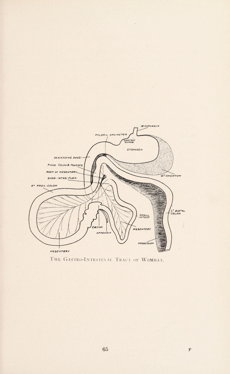 OESOPHAGUS T he Gastro-1 ntestiinal Tract of Wombat.