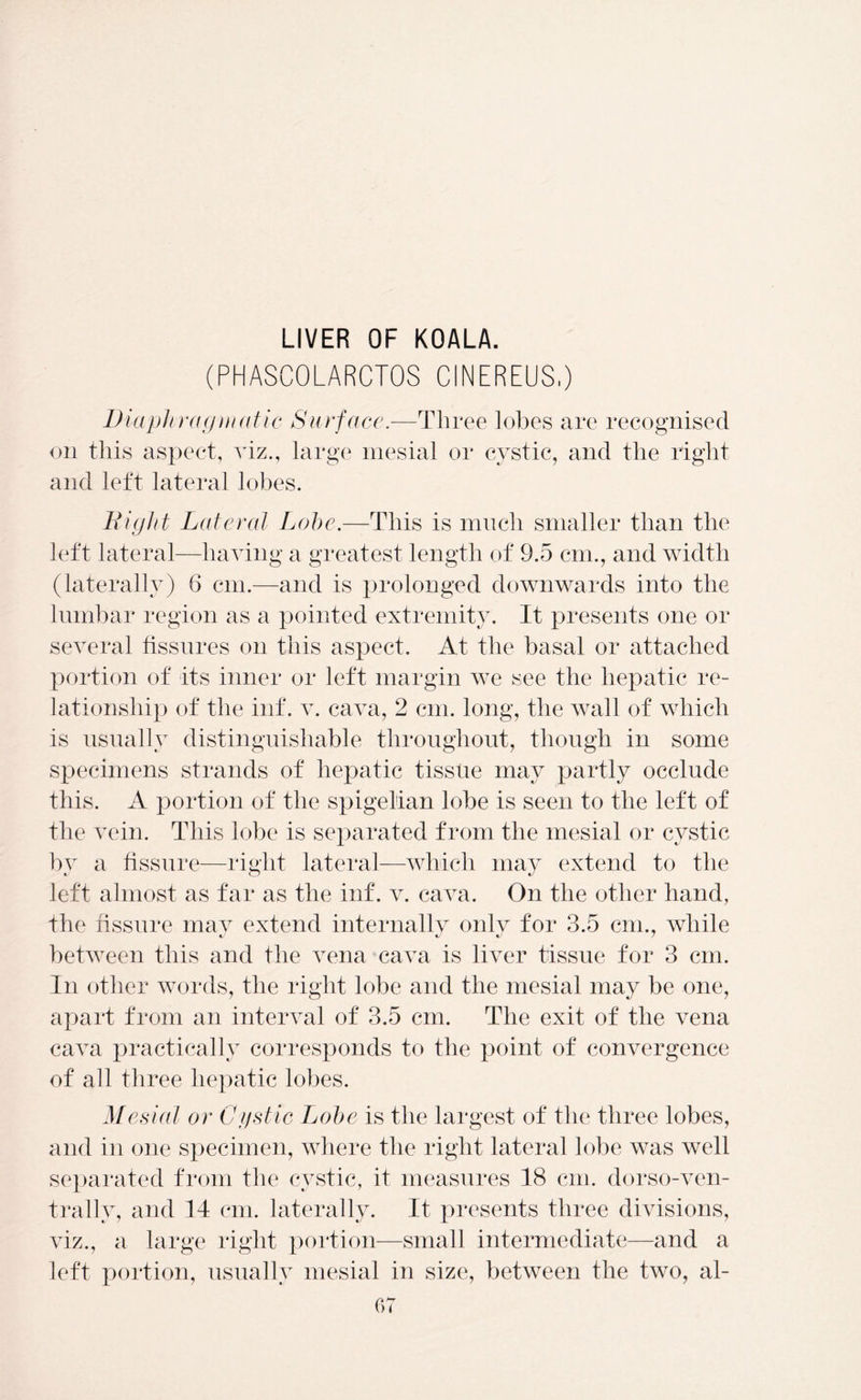 LIVER OF KOALA. (PHASCOLARCTOS CINEREUS.) Diaphragmatic Surface.—Three lobes are recognised on this aspect, viz., large mesial or cystic, and the right and left lateral lobes. Digitt Lateral Lobe.—This is much smaller than the left lateral—having a greatest length of 9.5 cm., and width (laterally) 6 cm.—and is prolonged downwards into the lumbar region as a pointed extremity. It presents one or several fissures on this aspect. At the basal or attached portion of its inner or left margin we see the hepatic re- lationship of the inf. v. cava, 2 cm. long, the wall of which is usually distinguishable throughout, though in some specimens strands of hepatic tissue may partly occlude this. A portion of the spigelian lobe is seen to the left of the vein. This lobe is separated from the mesial or cystic by a fissure—right lateral—which may extend to the left almost as far as the inf. v. cava. On the other hand, the fissure may extend internally only for 3.5 cm., while between this and the vena cava is liver tissue for 3 cm. In other words, the right lobe and the mesial may be one, apart from an interval of 3.5 cm. The exit of the vena cava practically corresponds to the point of convergence of all three hepatic lobes. Mesial or Cystic Lobe is the largest of the three lobes, and in one specimen, where the right lateral lobe was well separated from the cystic, it measures 18 cm. dorso-ven- trally, and 14 cm. laterally. It presents three divisions, viz., a large right portion—small intermediate—and a left portion, usually mesial in size, between the two, al-