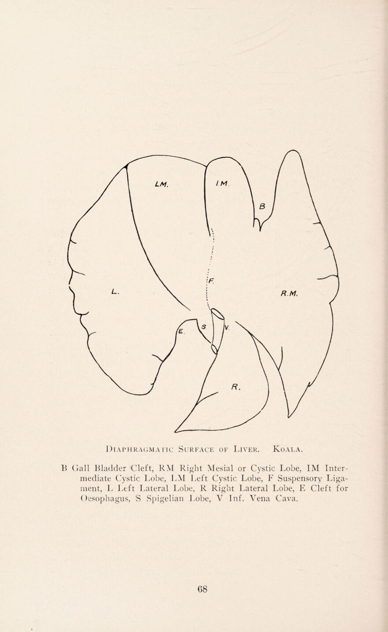 Diaphragmatic Surface of Liver. Koala. B Gall Bladder 'Cleft, RM Right Mesial or Cystic Lobe, IM Inter- mediate Cystic Lobe, LM Left Cystic Lobe, F Suspensory Liga- ment, L Ivcft Lateral Lobe, R Right Lateral Lobe, E Cleft for Oesophagus, S Spigelian Lobe, V Inf. Vena Cava.