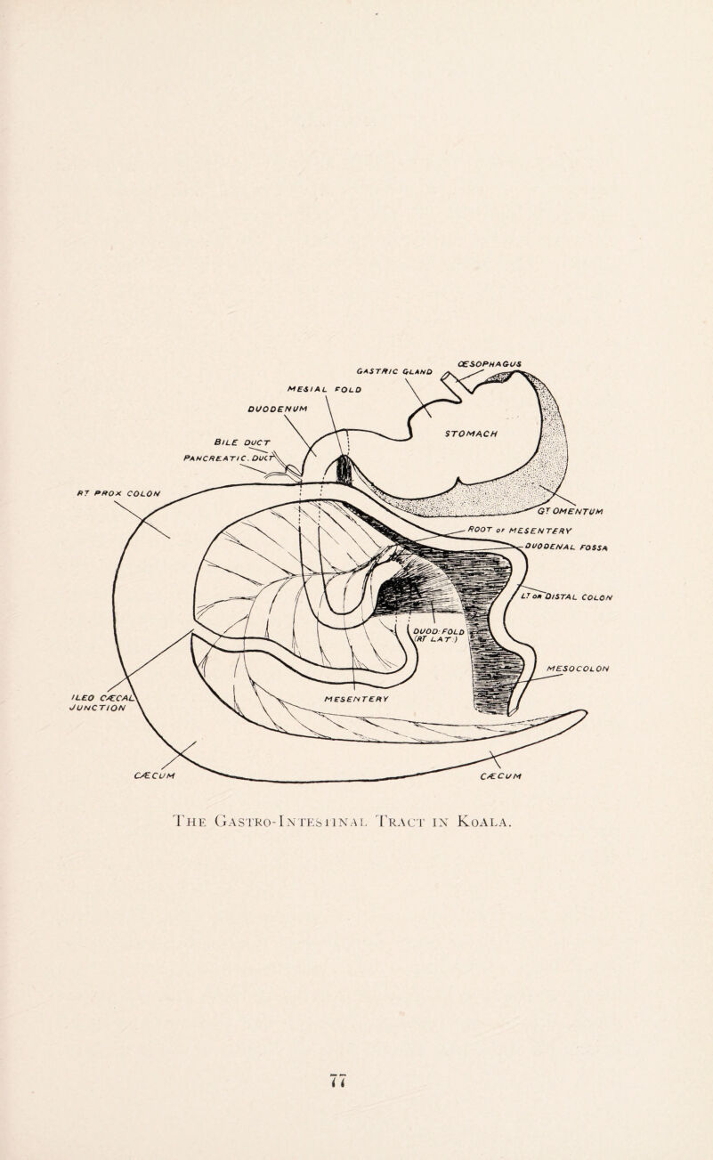 OESOPHAGUS The Gastro-Intesiinal Tract in Koala.