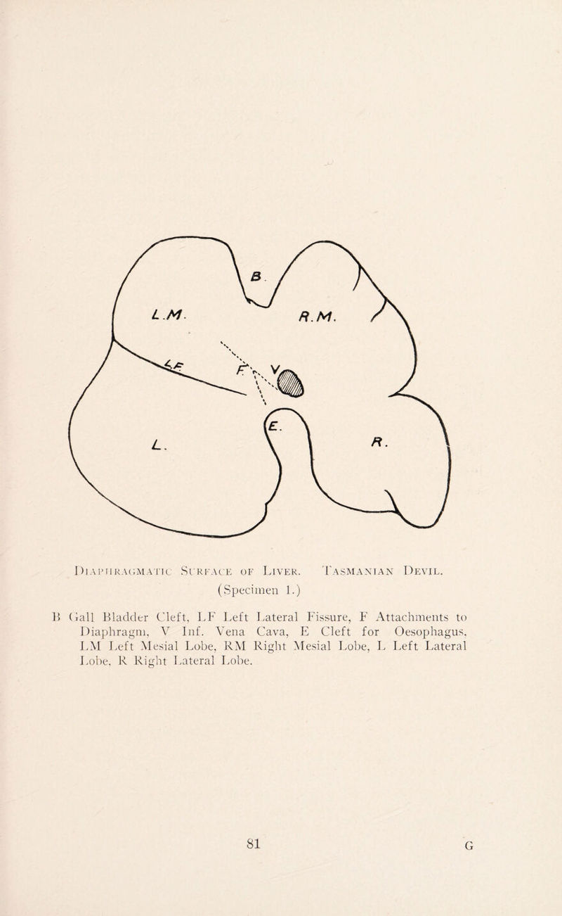 Diaphragmatic Surface of Liver. Tasmanian Devil. (Specimen 1.) L> Gall Bladder Cleft, LF Left Lateral Fissure, F Attachments to Diaphragm, V Inf. Vena Cava, E Cleft for Oesophagus, LM Left Mesial Lobe, RM Right Mesial Lobe, L Left Lateral Lobe, R Right Lateral Lobe. SI G