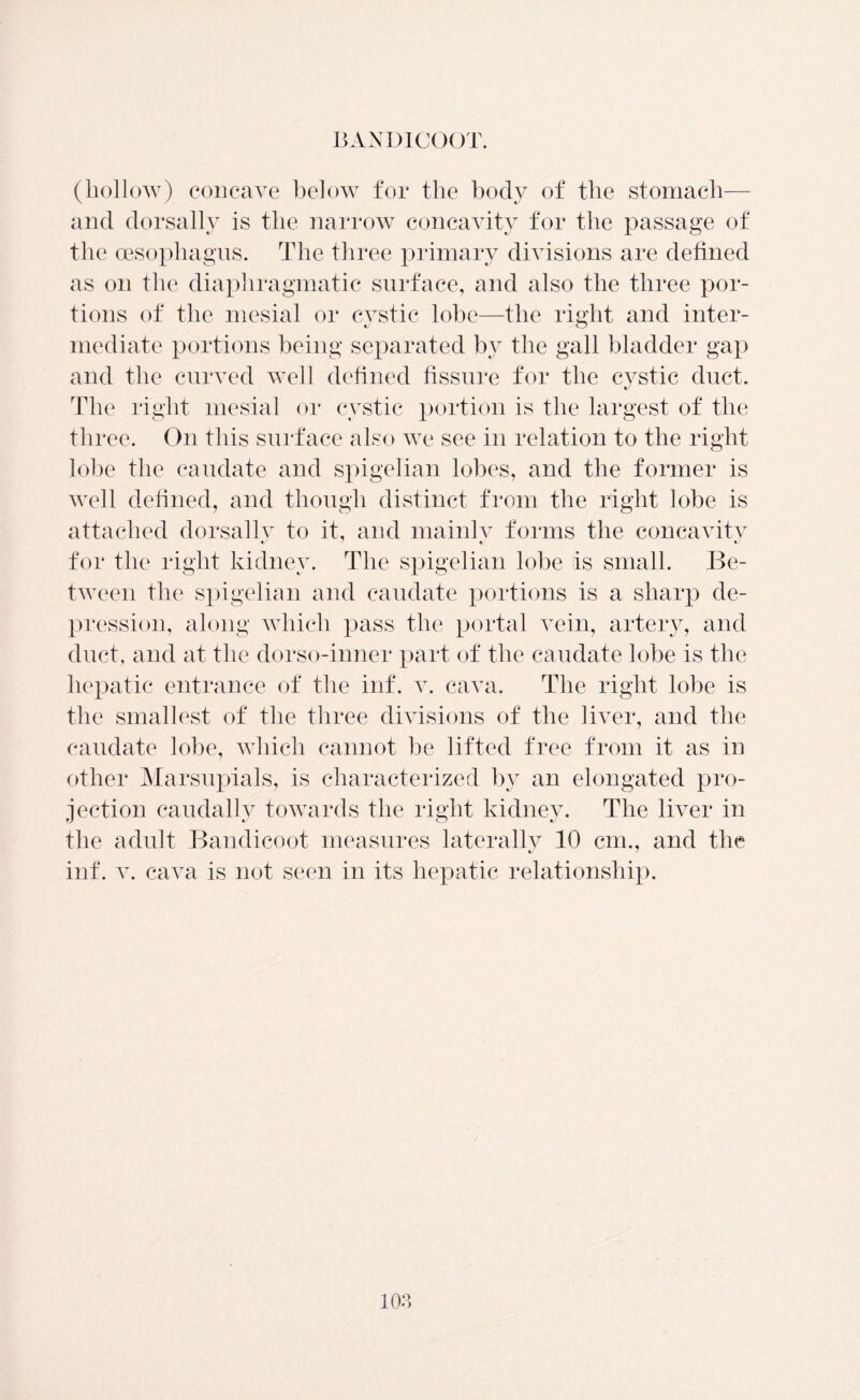 BANDICOOT. (liollow) concave below for the body of the stomach— and dorsally is the narrow concavity for the passage of the oesophagus. The three primary divisions are defined as on the diaphragmatic surface, and also the three por- tions of the mesial or cystic lobe—the right and inter- mediate portions being separated by the gall bladder gap and the curved well defined fissure for the cystic duct. The right mesial or cystic portion is the largest of the three. On this surface also we see in relation to the right lobe the caudate and spigelian lobes, and the former is well defined, and though distinct from the right lobe is attached dorsallv to it, and mainlv forms the concavity for the right kidney. The spigelian lobe is small. Be- tween the spigelian and caudate portions is a sharp de- pression, along which pass the portal vein, artery, and duct, and at the dorso-inner part of the caudate lobe is the hepatic entrance of the inf. v. cava. The right lobe is the smallest of the three divisions of the liver, and the caudate lobe, which cannot be lifted free from it as in other Marsupials, is characterized by an elongated pro- jection caudallv towards the right kidney. The liver in the adult Bandicoot measures laterally 10 cm., and the inf. v. cava is not seen in its hepatic relationship.