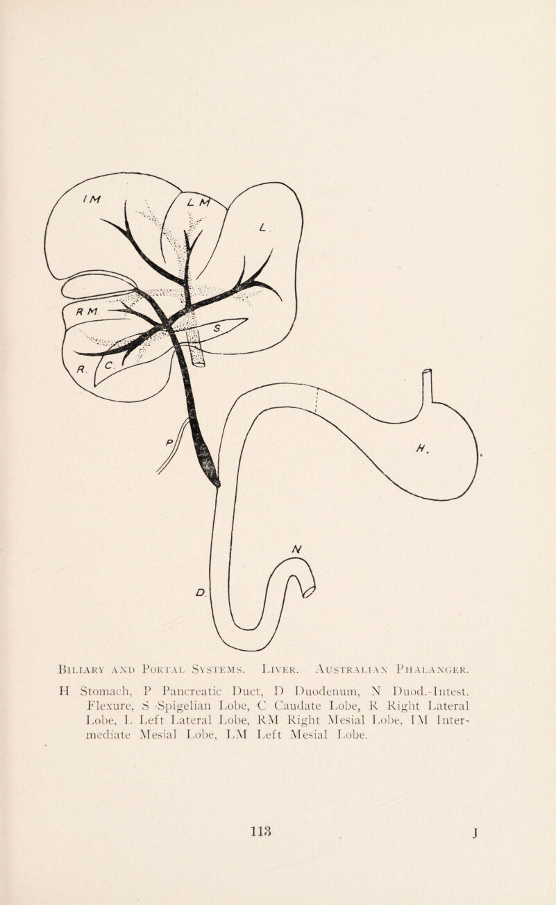 Biliary and Portal Systems. Liver. Australian Phalanger. H Stomach, P Pancreatic Duct, D Duodenum, N Duod.-Intest. Flexure, S Spigelian Lobe, C Caudate Lobe, R Right Lateral Lobe, L Left Lateral Lobe, RM Right Mesial Lobe, IM Inter- mediate Mesial Lobe, LM Left Mesial Lobe. 118 J