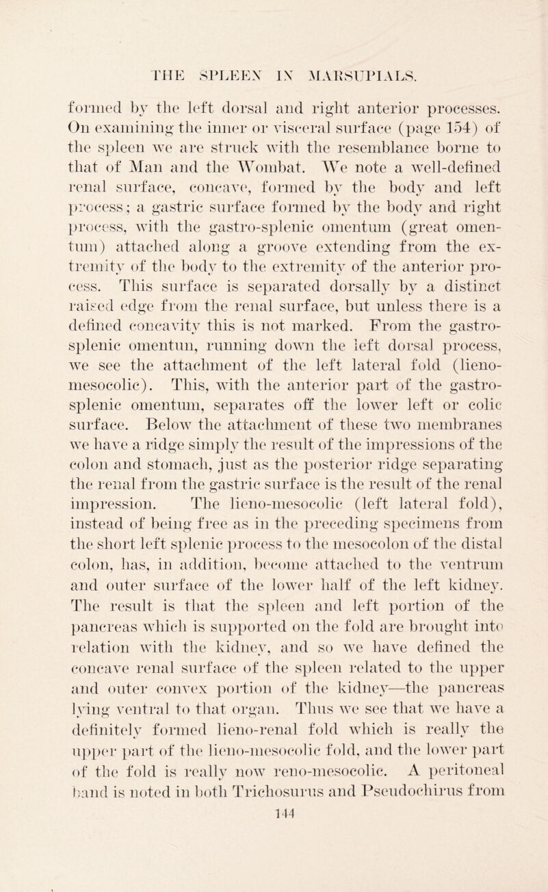 formed by the left dorsal and right anterior processes. On examining the inner or visceral surface (page 154) of the spleen we are struck with the resemblance borne to that of Man and the Wombat. We note a well-defined renal surface, concave, formed by the body and left process; a gastric surface formed by the body and right process, with the gastro-splenic omentum (great omen- tum) attached along a groove extending from the ex- tremity of the body to the extremity of the anterior pro- cess. This surface is separated dorsally by a distinct raised edge from the renal surface, but unless there is a defined concavity this is not marked. From the gastro- splenic omentnn, running down the left dorsal process, we see the attachment of the left lateral fold (lieno- mesocolic). This, with the anterior part of the gastro- splenic omentum, separates off the lower left or colic surface. Below the attachment of these two membranes we have a nidge simply the result of the impressions of the colon and stomach, just as the posterior ridge separating the renal from the gastric surface is the result of the renal impression. The lieno-mesocolic (left lateral fold), instead of being free as in the preceding specimens from the short left splenic process to the mesocolon of the distal colon, has, in addition, become attached to the ventrum and outer surface of the lower half of the left kidney. The result is that the spleen and left portion of the pancreas which is supported on the fold are brought into relation with the kidnev, and so we have defined the concave renal surface of the spleen related to the upper and outer convex portion of the kidney—the pancreas lying ventral to that organ. Thus we see that we have a definitely formed lieno-renal fold which is really the %j ty upper part of the lieno-mesocolic fold, and the lower part of the fold is really now reno-mesocolic. A peritoneal band is noted in both Trichosurus and Pseudochirus from