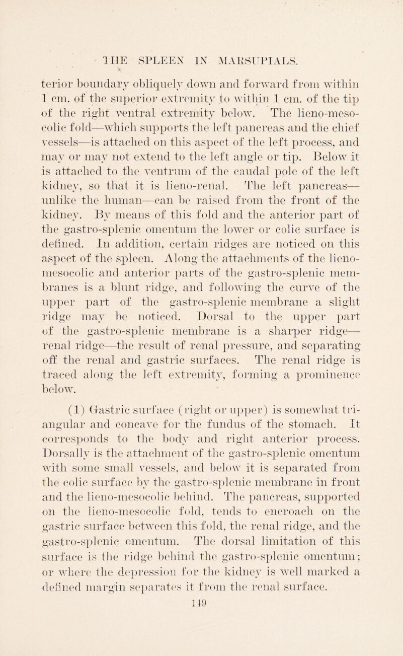 terior boundary obliquely down and forward from within 1 cm. of the superior extremity to within 1 cm. of the tip of the right ventral extremity below. The lieno-meso- colic fold—which supports the left pancreas and the chief vessels—is attached on this aspect of the left process, and may or may not extend to the left angle or tip. Below it is attached to the vent rum of the caudal pole of the left kidney, so that it is lieno-renal. The left pancreas— unlike the human—can be raised from the front of the kidney. By means of this fold and the anterior part of the gastro-splenic omentum the lower or colic surface is defined. In addition, certain ridges are noticed on this aspect of the spleen. Along the attachments of the lieno- mesocolie and anterior parts of the gastro-splenic mem- branes is a blunt ridge, and following the curve of the upper part of the gastro-splenic membrane a slight ridge may be noticed. Dorsal to the upper part of the gastro-splenic membrane is a sharper ridge— renal ridge—the result of renal pressure, and separating off the renal and gastric surfaces. The renal ridge is traced along the left extremity, forming a prominence below. (1) Gastric surface (right or upper) is somewhat tri- angular and concave for the fundus of the stomach. It corresponds to the body and right anterior process. Dorsally is the attachment of the gastro-splenic omentum with some small vessels, and below it is separated from the colic surface by the gastro-splenic membrane in front and the lieno-mesocolic behind. The pancreas, supported on the lieno-mesocolic fold, tends to encroach on the gastric surface between this fold, the renal ridge, and the gastro-splenic omentum. The dorsal limitation of this surface is the ridge behind the gastro-splenic omentum; or where the depression for the kidney is well marked a defined margin separates it from the renal surface.