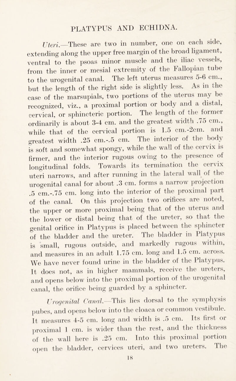 Uteri. These are two in number, one on each side, extending along the upper free margin of the broad ligament, ventral to the psoas minor muscle and the iliac vessels, from the inner or mesial extremity of the Fallopian tube to the urogenital canal. The left uterus measures 5-6 cm., but the length of the right side is slightly less. As in the case of the marsupials, two portions of the uterus may be recognized, viz., a proximal portion or body and a distal, cervical, or sphincteric portion. The length of the former ordinarily is about 3-4 cm. and the greatest width .75 cm., while that of the cervical portion is 1.5 cm.-2cm. and greatest width .25 cm.-.5 cm. The interior of the body is soft and somewhat spongy, while the wall of the cervix is firmer, and the interior rugous owing to the presence of longitudinal folds. Towards its termination the cervix uteri narrows, and after running in the lateral wall of the urogenital canal for about .3 cm. forms a narrow projection .5 cm.-.75 cm. long into the interior of the proximal part of the canal. On this projection two orifices are noted, the upper or more proximal being that of the uterus and the lower or distal being that of the ureter, so that the genital orifice in Platypus is placed between the sphincter of the bladder and the ureter. The bladder in Platypus is small, rugous outside, and markedly rugous within, and measures in an adult 1.75 cm. long and 1.5 cm. across. We have never found urine in the bladder of the Platypus. It does not, as in higher mammals, receive the ureters, and opens below into the proximal portion of the urogenital canal, the orifice being guarded by a sphincter. Urogenital Canal.—This lies dorsal to the symphy sis pubes, and opens below into the cloaca or common vestibule. It measures 4-5 cm. long and width is .5 cm. Its first or proximal 1 cm. is wider than the rest, and the thickness of the wall here is .25 cm. Into this proximal portion open the bladder, cervices uteri, and two ureters. The