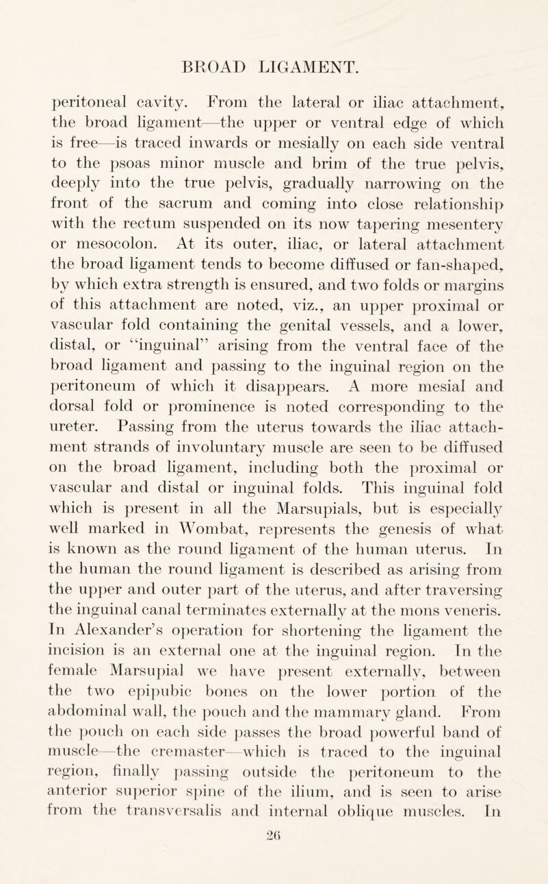 peritoneal cavity. From the lateral or iliac attachment, the broad ligament—the upper or ventral edge of which is free—is traced inwards or mesially on each side ventral to the psoas minor muscle and brim of the true pelvis, deeply into the true pelvis, gradually narrowing on the front of the sacrum and coming into close relationship with the rectum suspended on its now tapering mesentery or mesocolon. At its outer, iliac, or lateral attachment the broad ligament tends to become diffused or fan-shaped, by which extra strength is ensured, and two folds or margins of this attachment are noted, viz., an upper proximal or vascular fold containing the genital vessels, and a lower, distal, or “inguinal” arising from the ventral face of the broad ligament and passing to the inguinal region on the peritoneum of which it disappears. A more mesial and dorsal fold or prominence is noted corresponding to the ureter. Passing from the uterus towards the iliac attach- ment strands of involuntary muscle are seen to be diffused on the broad ligament, including both the proximal or vascular and distal or inguinal folds. This inguinal fold which is present in all the Marsupials, but is especially well marked in Wombat, represents the genesis of what is known as the round ligament of the human uterus. In the human the round ligament is described as arising from the upper and outer part of the uterus, and after traversing the inguinal canal terminates externally at the mons veneris. In Alexander’s operation for shortening the ligament the incision is an external one at the inguinal region. In the female Marsupial we have present externally, between the two epipubic bones on the lower portion of the abdominal wall, the pouch and the mammary gland. From the pouch on each side passes the broad powerful band of muscle—the cremaster—which is traced to the inguinal region, finally passing outside the peritoneum to the anterior superior spine of the ilium, and is seen to arise from the transversalis and internal oblique muscles. In