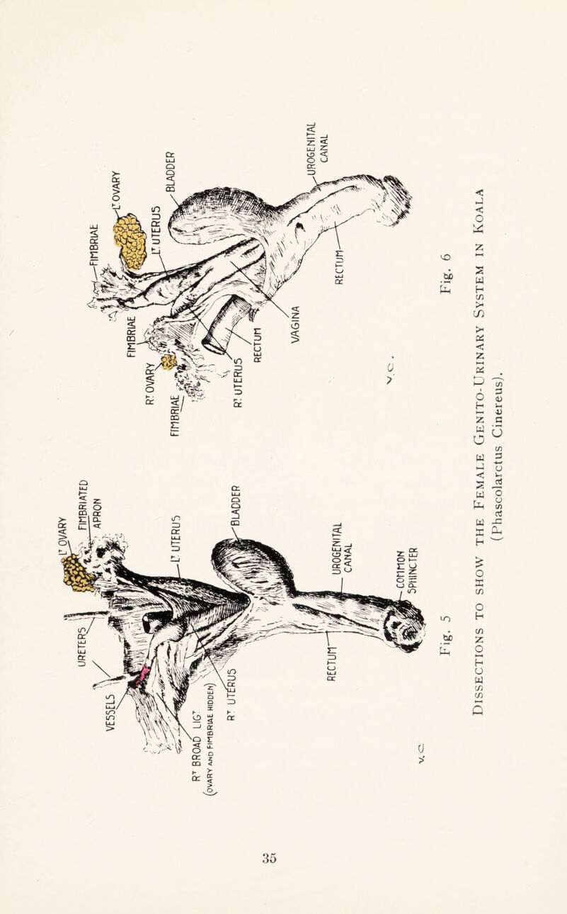 Dissections to show the Female Genito-Urinary System in Koala (Pbascolarctus Cinereus).