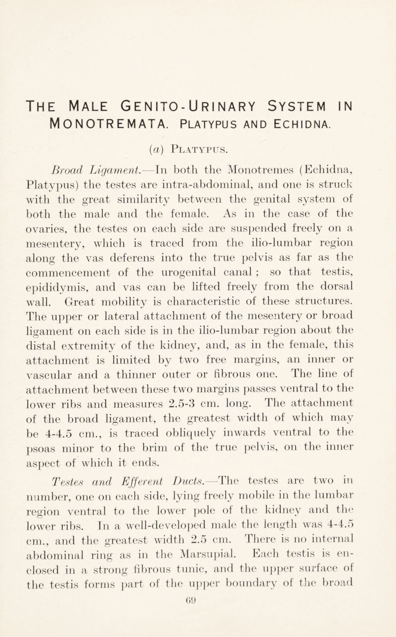 The Male Genito-Urinary System in Monotremata. Platypus and echidna. (a) Platypus. Broad Ligament.—In both the Monotremes (Echidna, Platypus) the testes are intra-abdominal, and one is struck with the great similarity between the genital system of both the male and the female. As in the case of the ovaries, the testes on each side are suspended freely on a mesentery, which is traced from the ilio-lumbar region along the vas deferens into the true pelvis as far as the commencement of the urogenital canal ; so that testis, epididymis, and vas can be lifted freely from the dorsal wall. Great mobility is characteristic of these structures. The upper or lateral attachment of the mesentery or broad ligament on each side is in the ilio-lumbar region about the distal extremity of the kidney, and, as in the female, this attachment is limited by two free margins, an inner or vascular and a thinner outer or fibrous one. The line of attachment between these two margins passes ventral to the lower ribs and measures 2.5-3 cm. long. The attachment of the broad ligament, the greatest width of which may be 4-4.5 cm., is traced obliquely inwards ventral to the psoas minor to the brim of the true pelvis, on the inner aspect of which it ends. Testes and Efferent Ducts.— The testes are two in number, one on each side, lying freely mobile in the lumbar region ventral to the lower pole of the kidney and the lower ribs. In a well-developed male the length was 4-4.5 cm., and the greatest width 2.5 cm. There is no internal abdominal ring as in the Marsupial. Each testis is en- closed in a strong fibrous tunic, and the upper surface of the testis forms part of the upper boundary of the broad