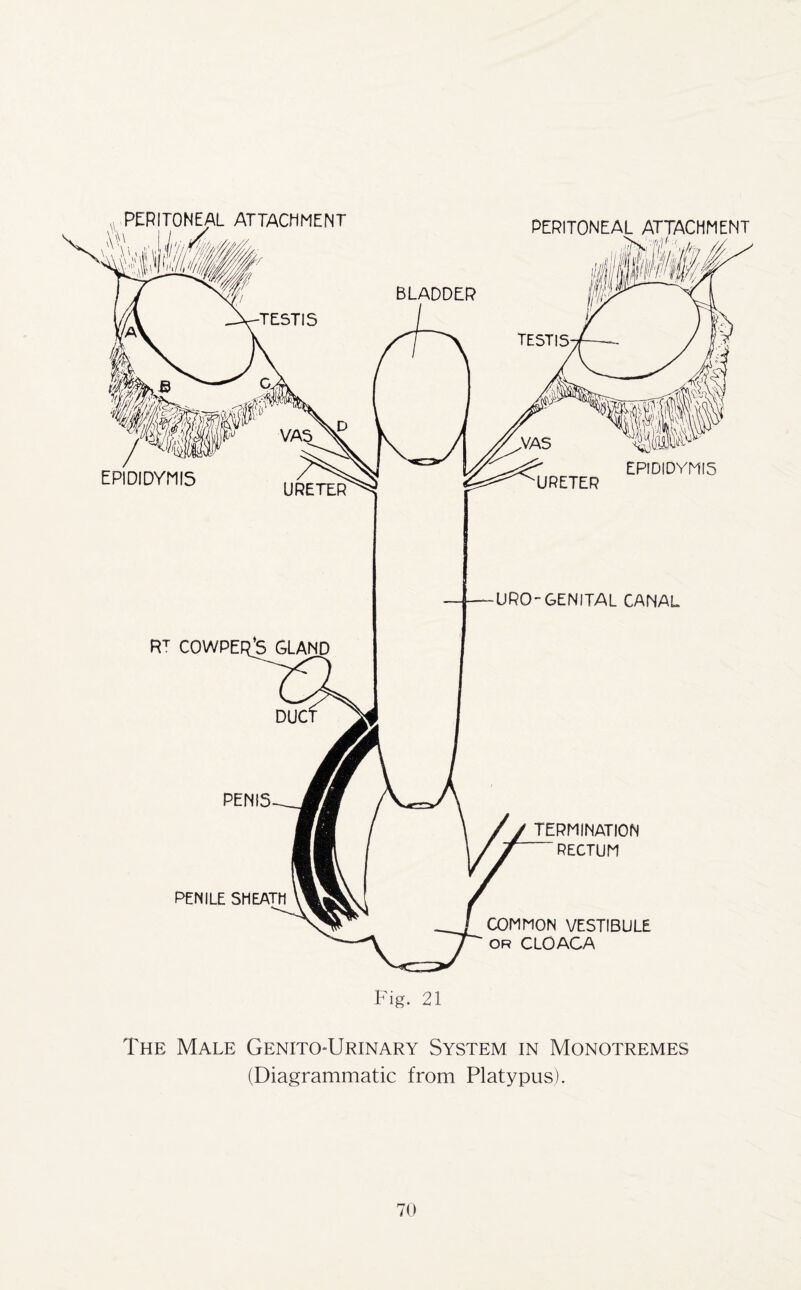 URO GENITAL CANAL Fig. 21 The Male GenitoTJrinary System in Monotremes (Diagrammatic from Platypus).